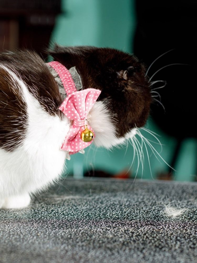 Produkt CAC0669090 Bild 12