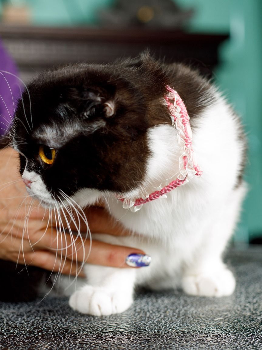 Produkt CAC0669090 Bild 13