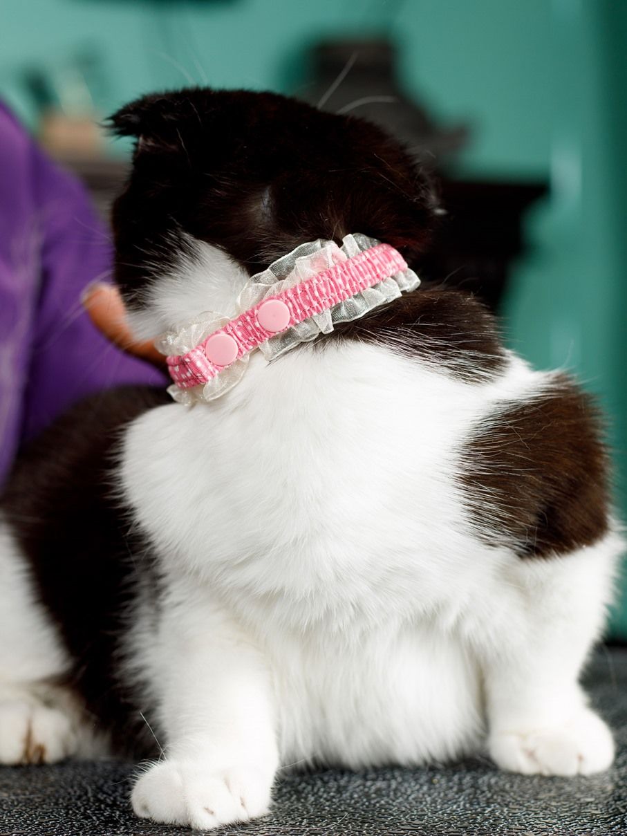 Produkt CAC0669090 Bild 14