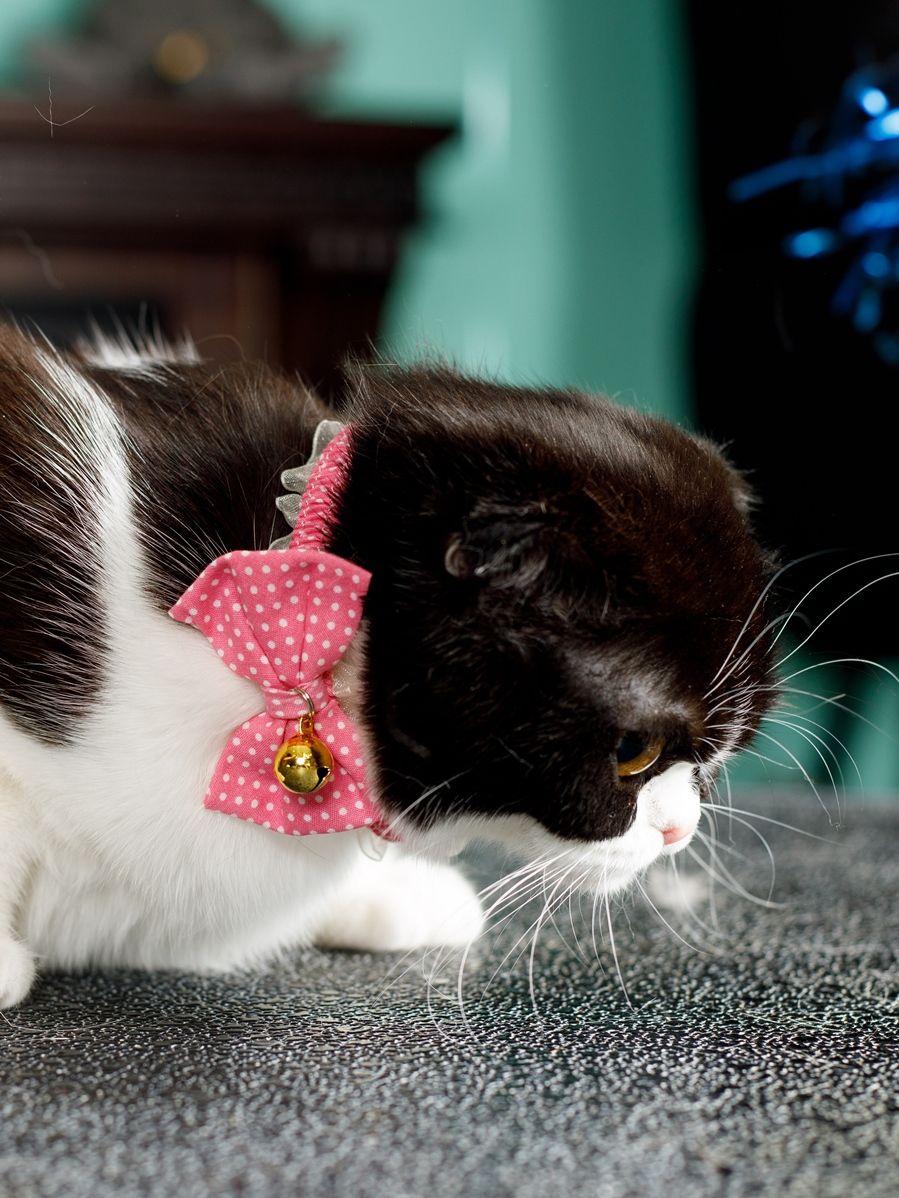 Produkt CAC0669090 Bild 15