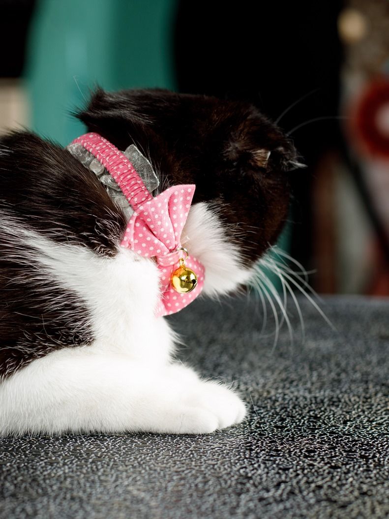 Produkt CAC0669090 Bild 16