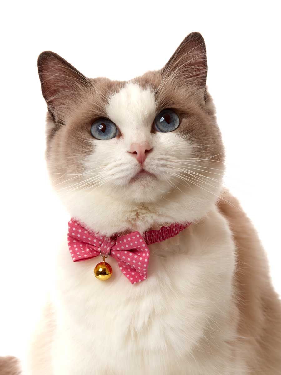 Produkt CAC0669090 Bild 17