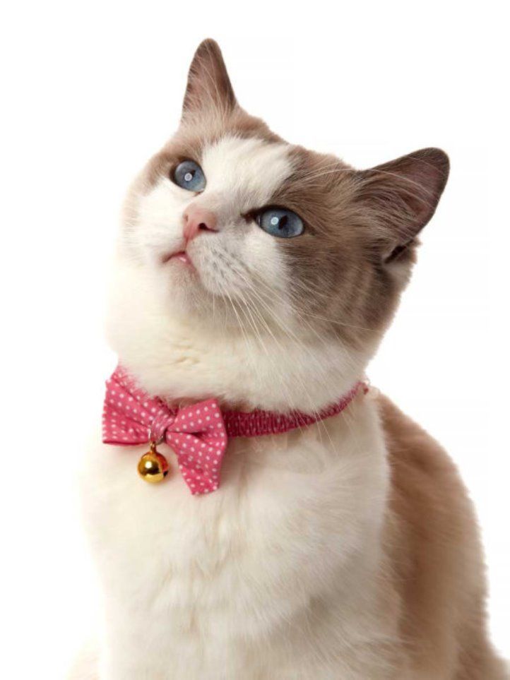 Produkt CAC0669090 Bild 3