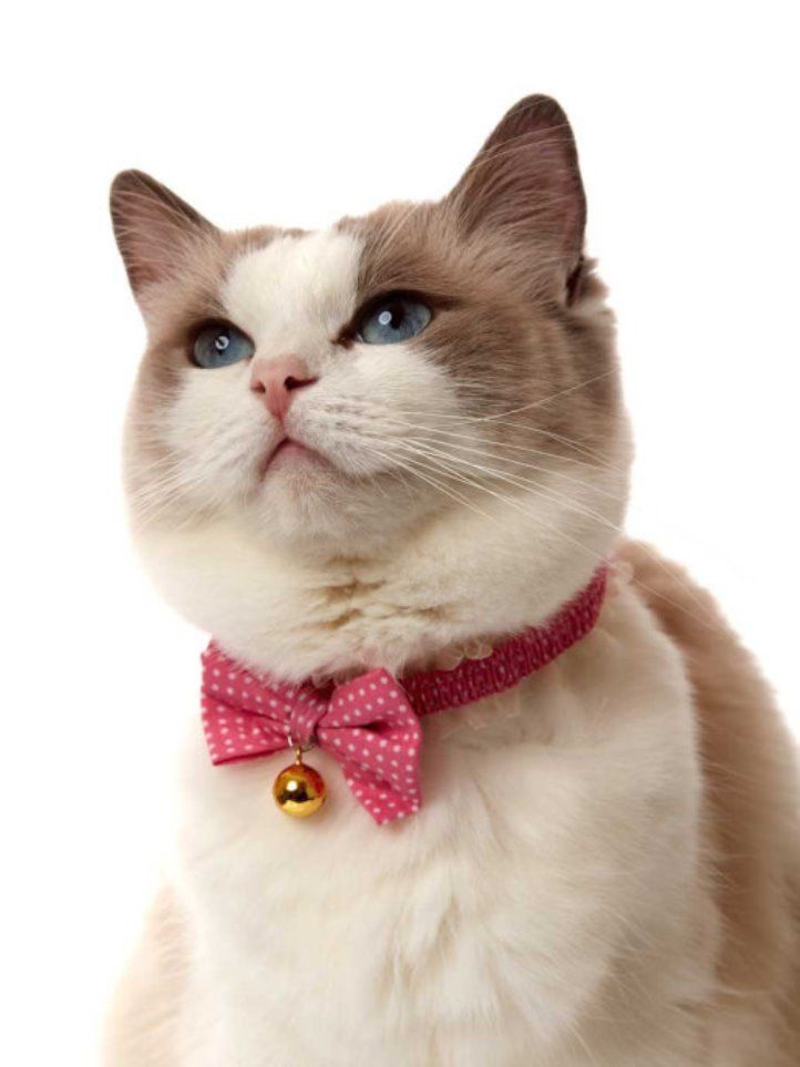 Produkt CAC0669090 Bild 4