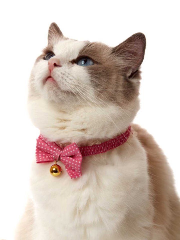 Produkt CAC0669090 Bild 5