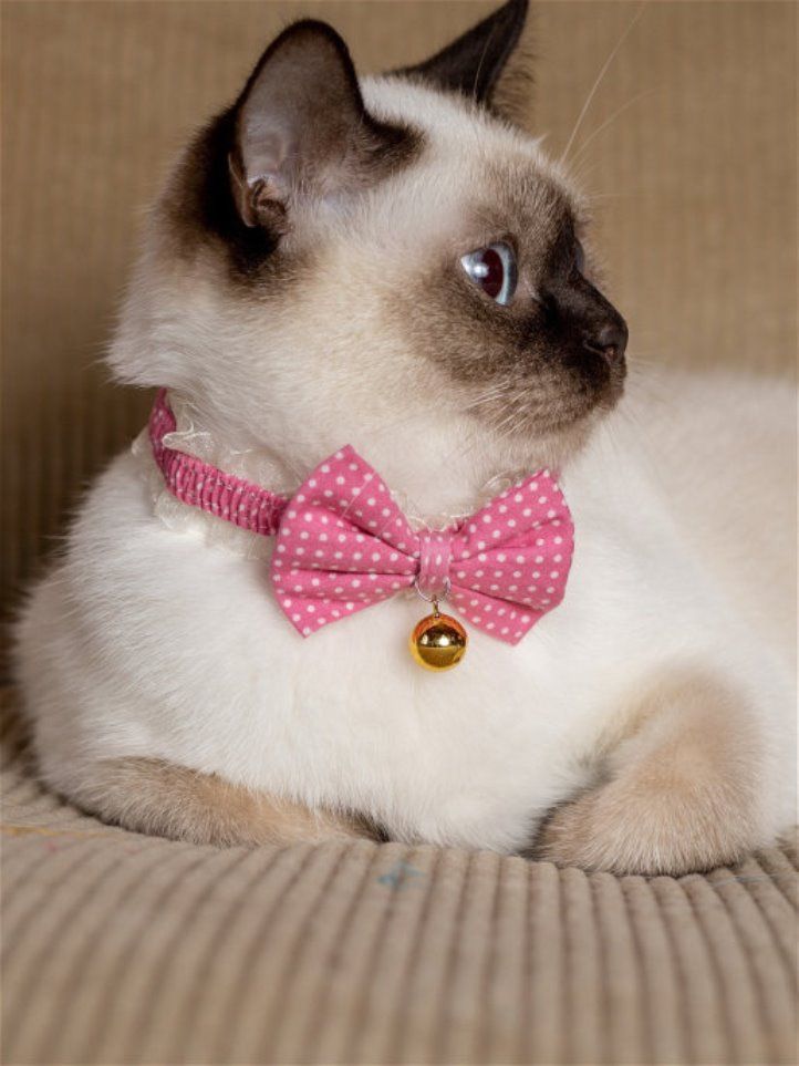 Produkt CAC0669090 Bild 6