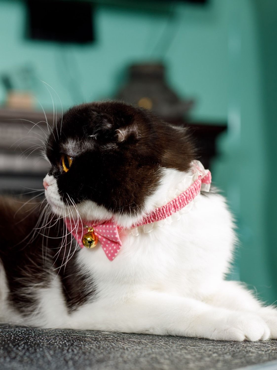 Produkt CAC0669090 Bild 8