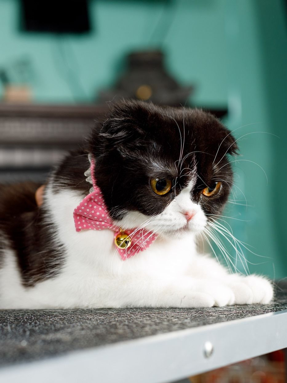 Produkt CAC0669090 Bild 9