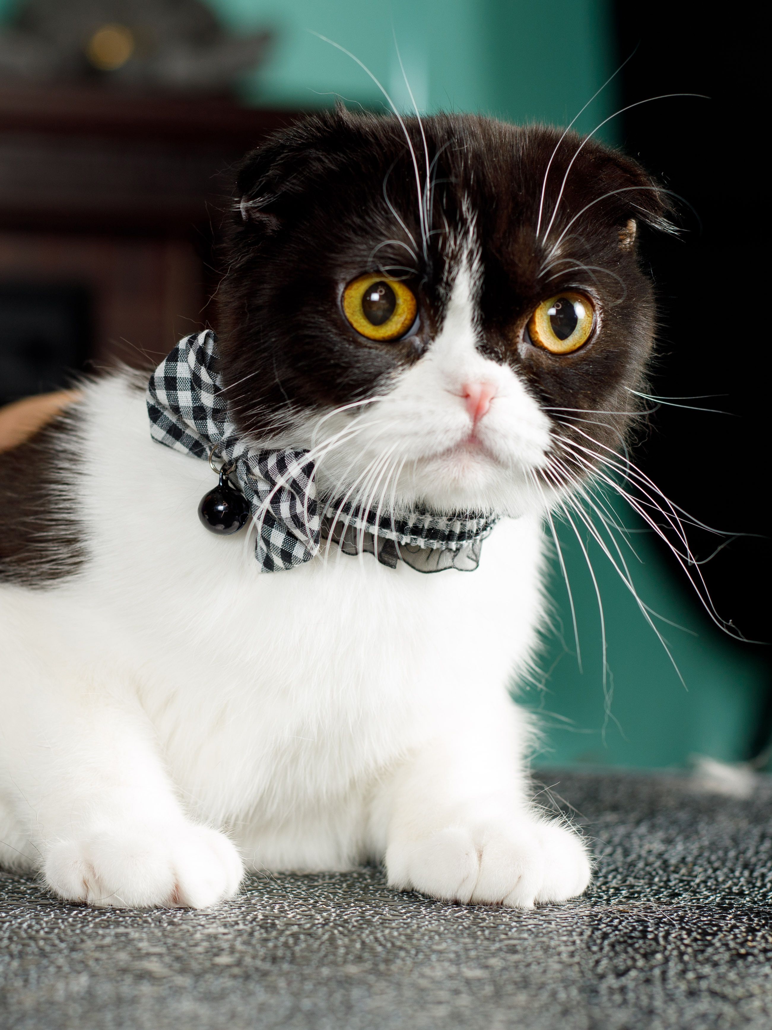 Produkt CAC0669212 Bild 10