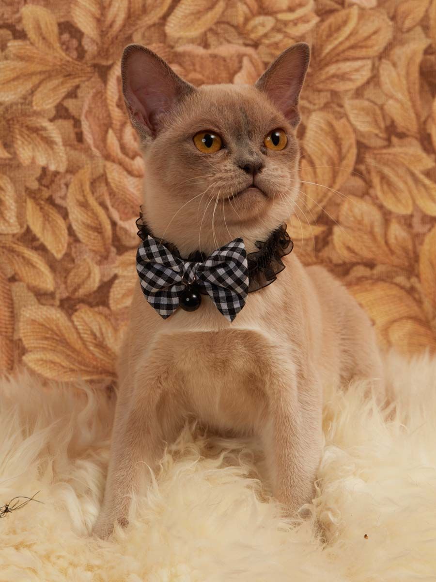 Produkt CAC0669212 Bild 11