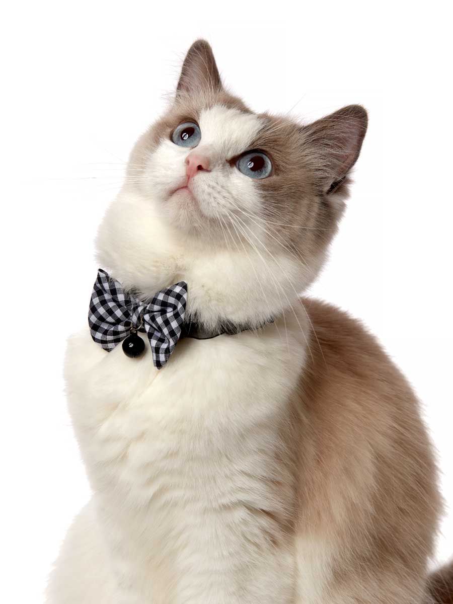 Produkt CAC0669212 Bild 12