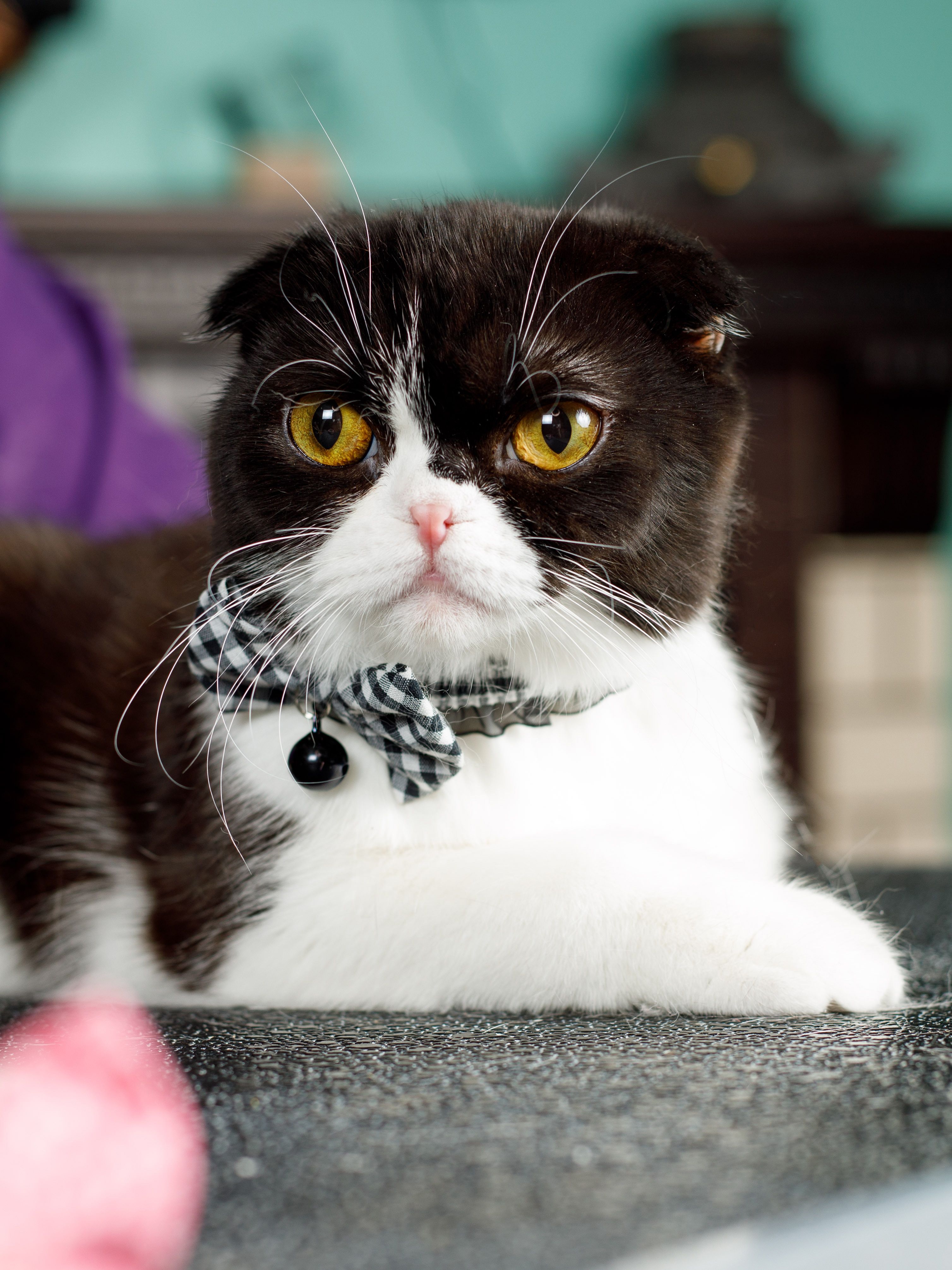 Produkt CAC0669212 Bild 3