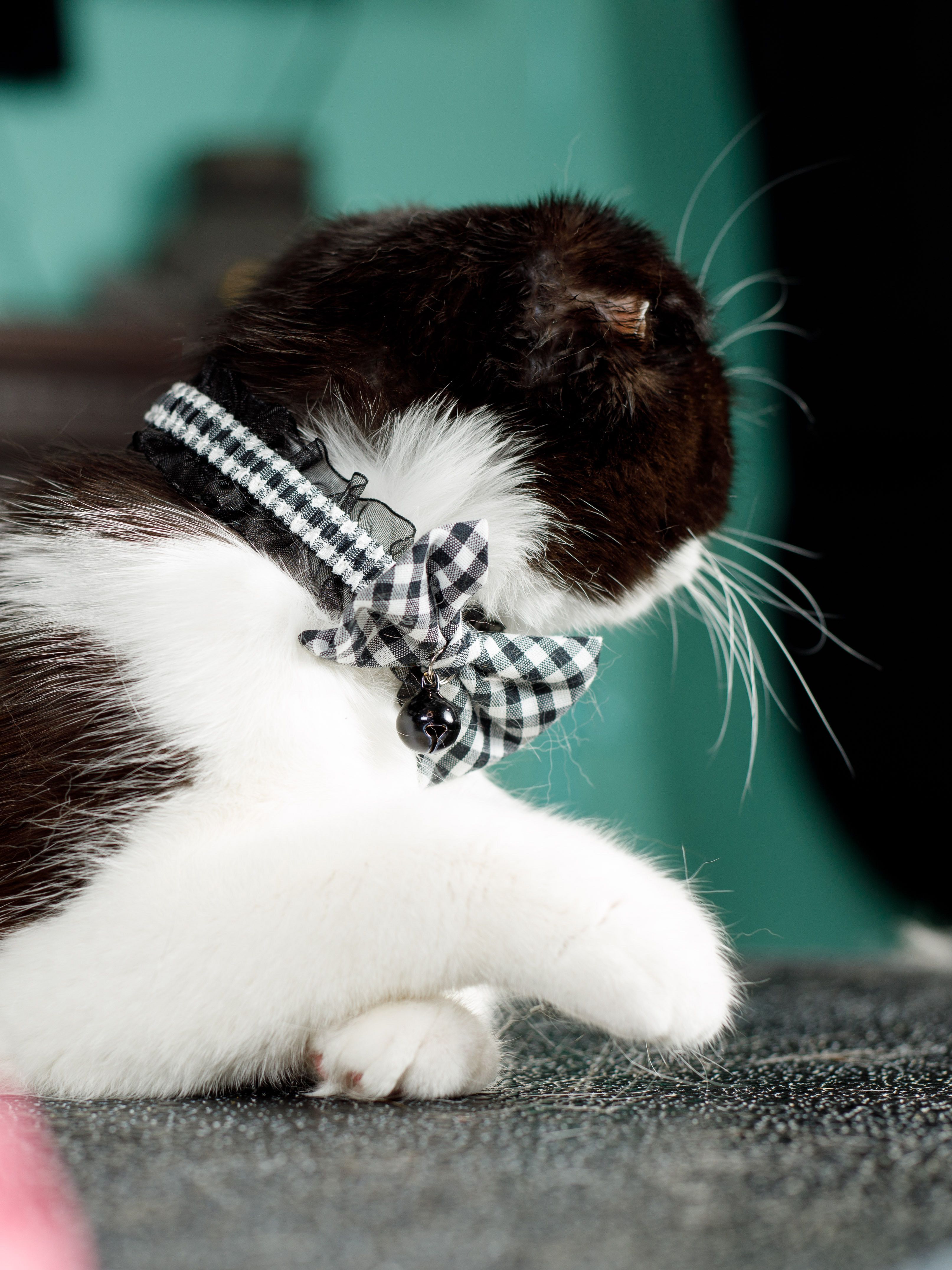 Produkt CAC0669212 Bild 4