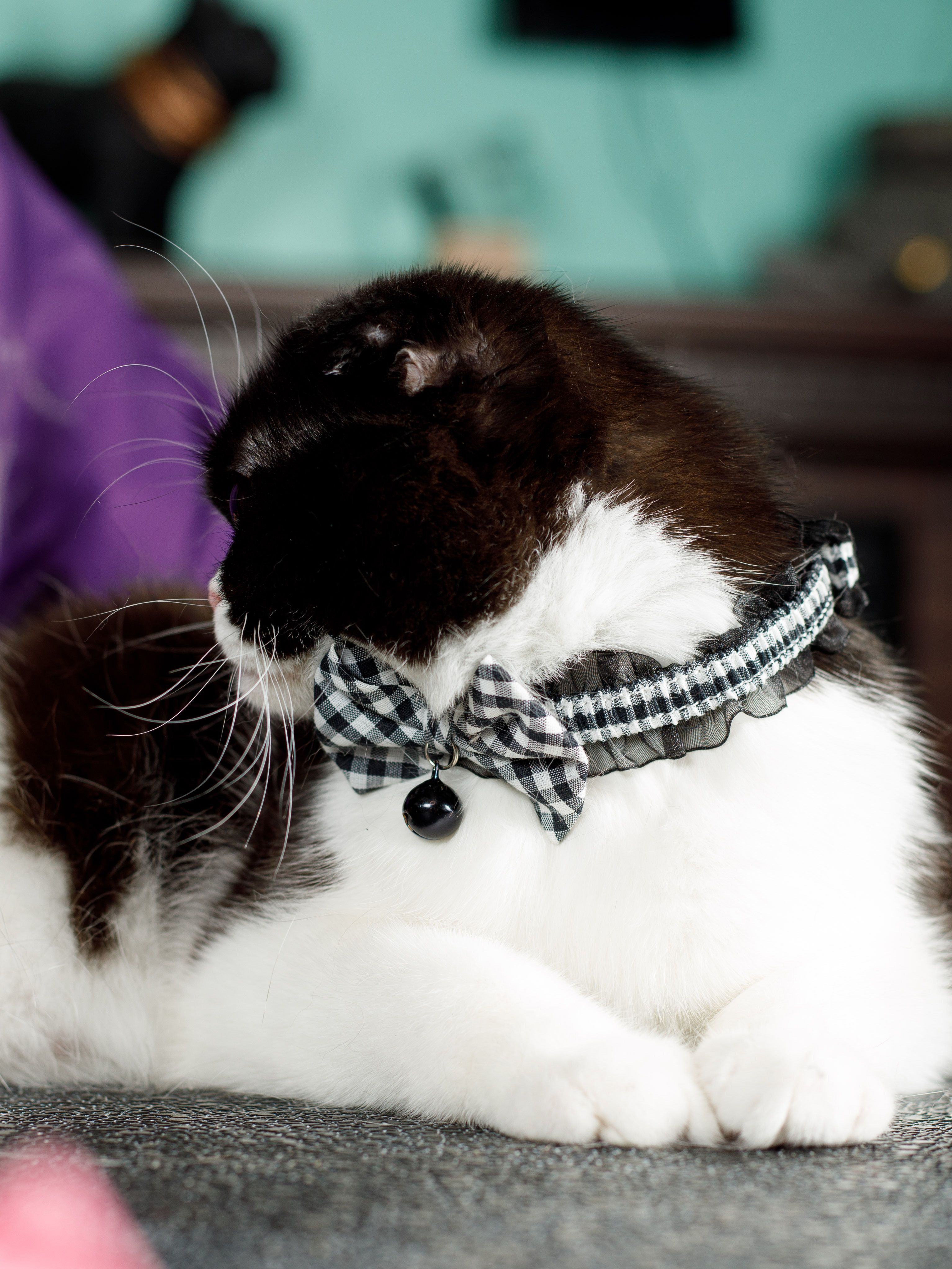 Produkt CAC0669212 Bild 5