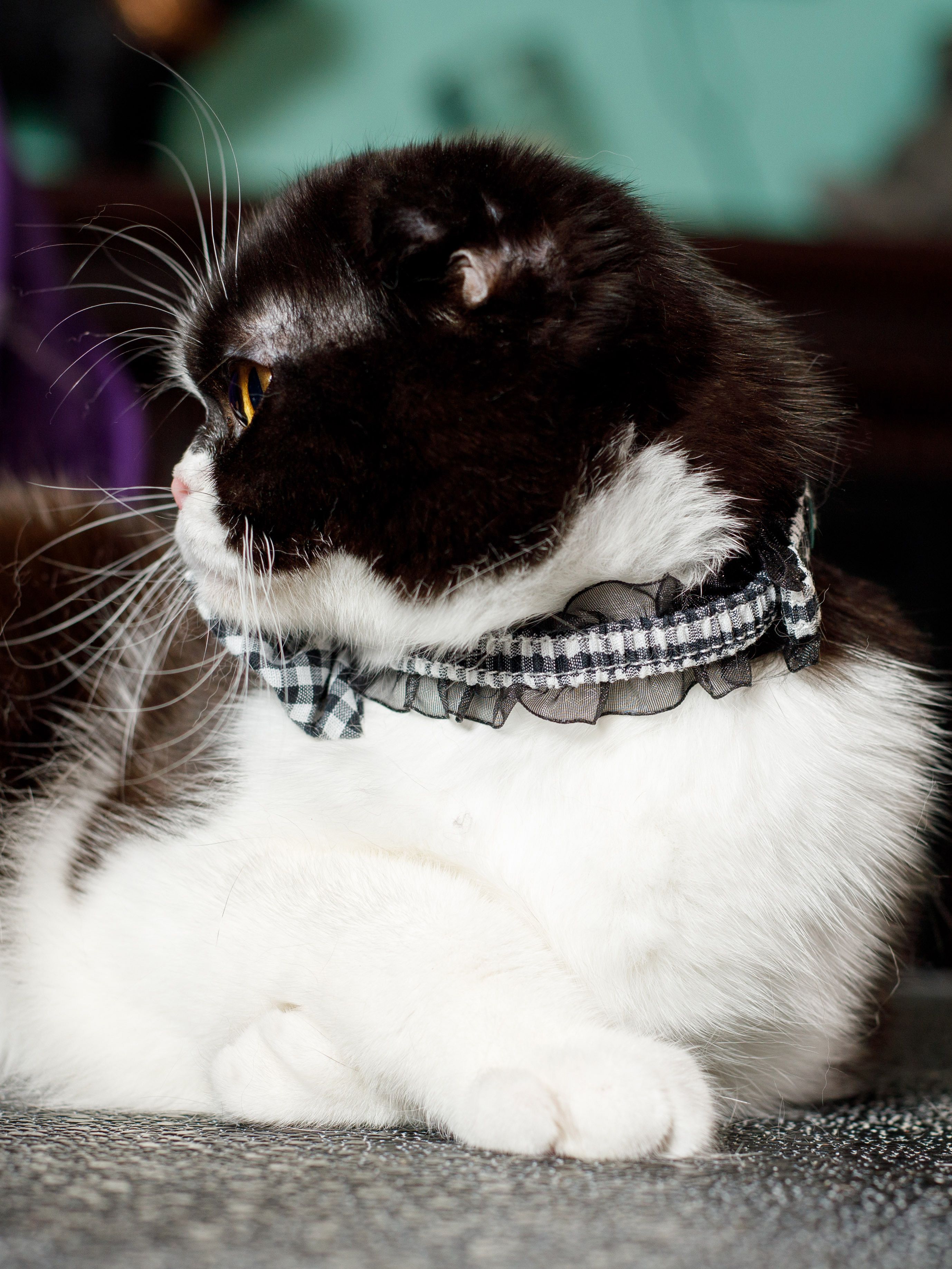 Produkt CAC0669212 Bild 6