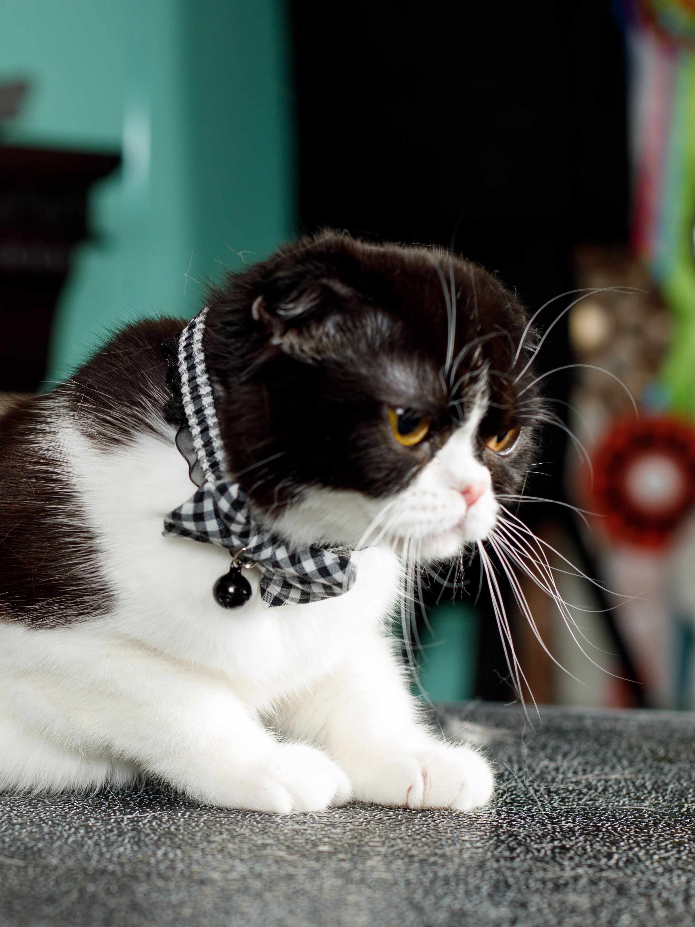 Produkt CAC0669212 Bild 7