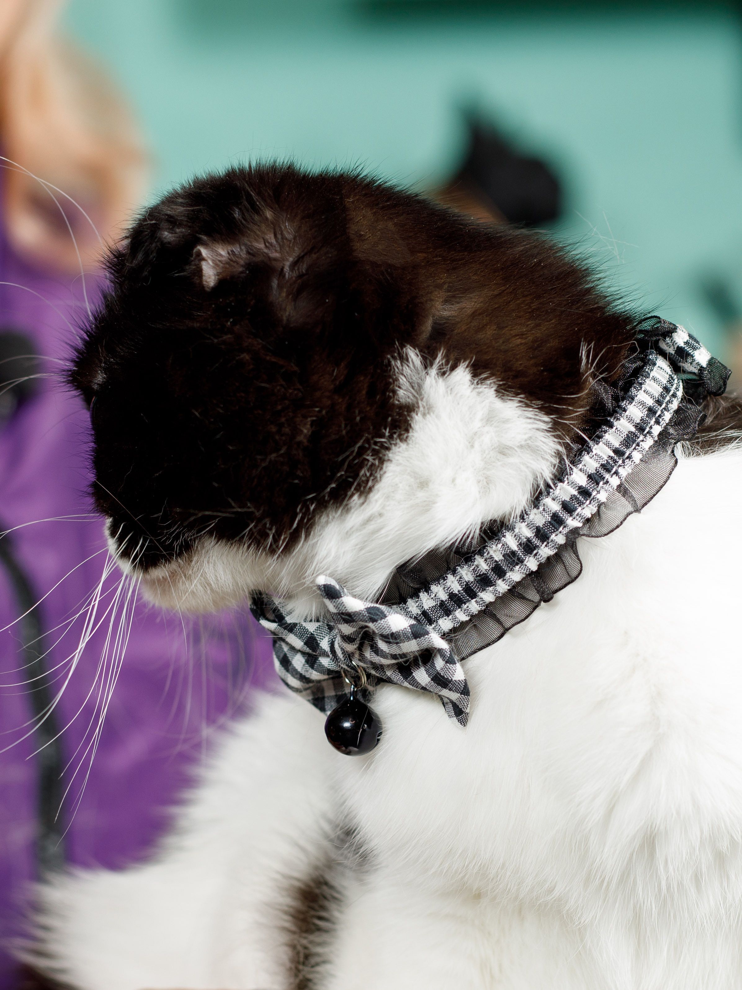 Produkt CAC0669212 Bild 8