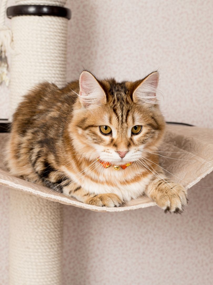 Produkt CAC0669243 Bild 10