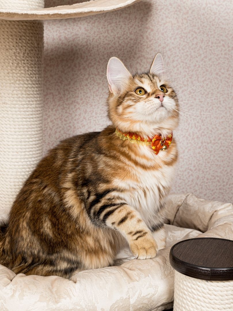 Produkt CAC0669243 Bild 11