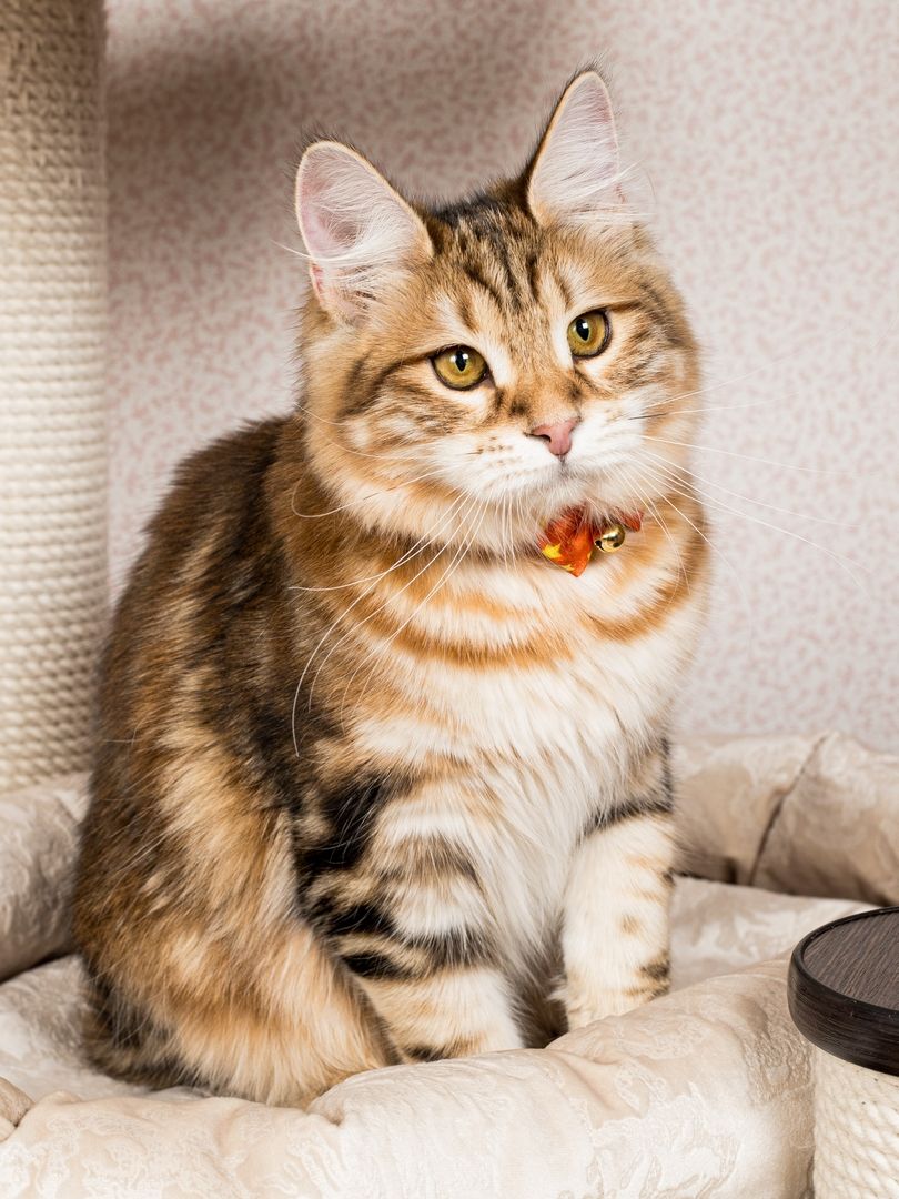 Produkt CAC0669243 Bild 12