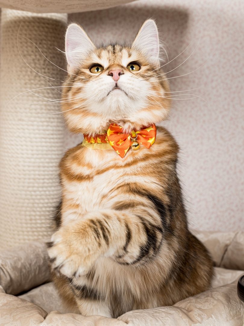 Produkt CAC0669243 Bild 13