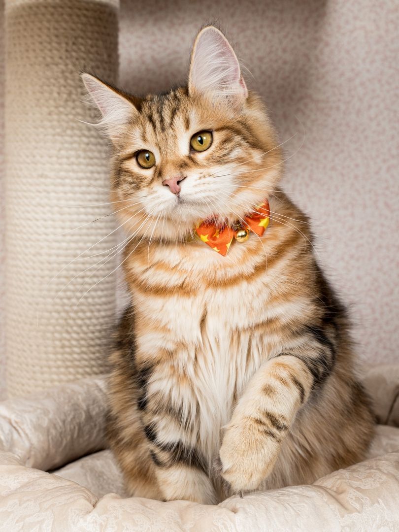 Produkt CAC0669243 Bild 14