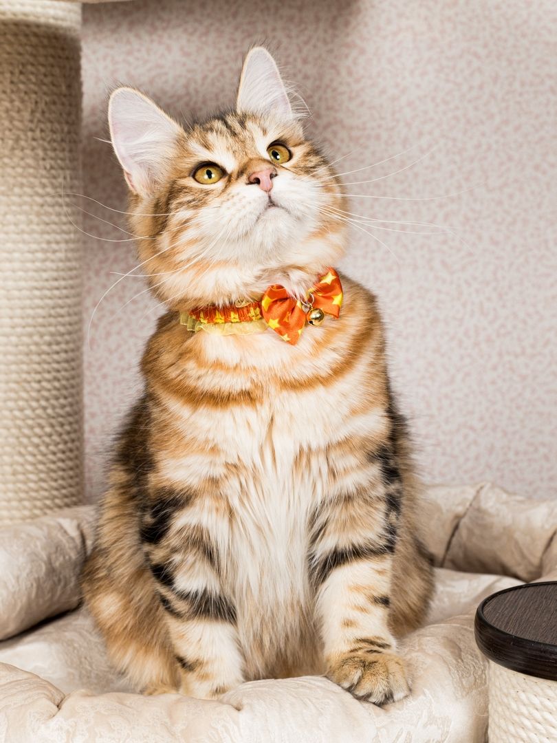 Produkt CAC0669243 Bild 15