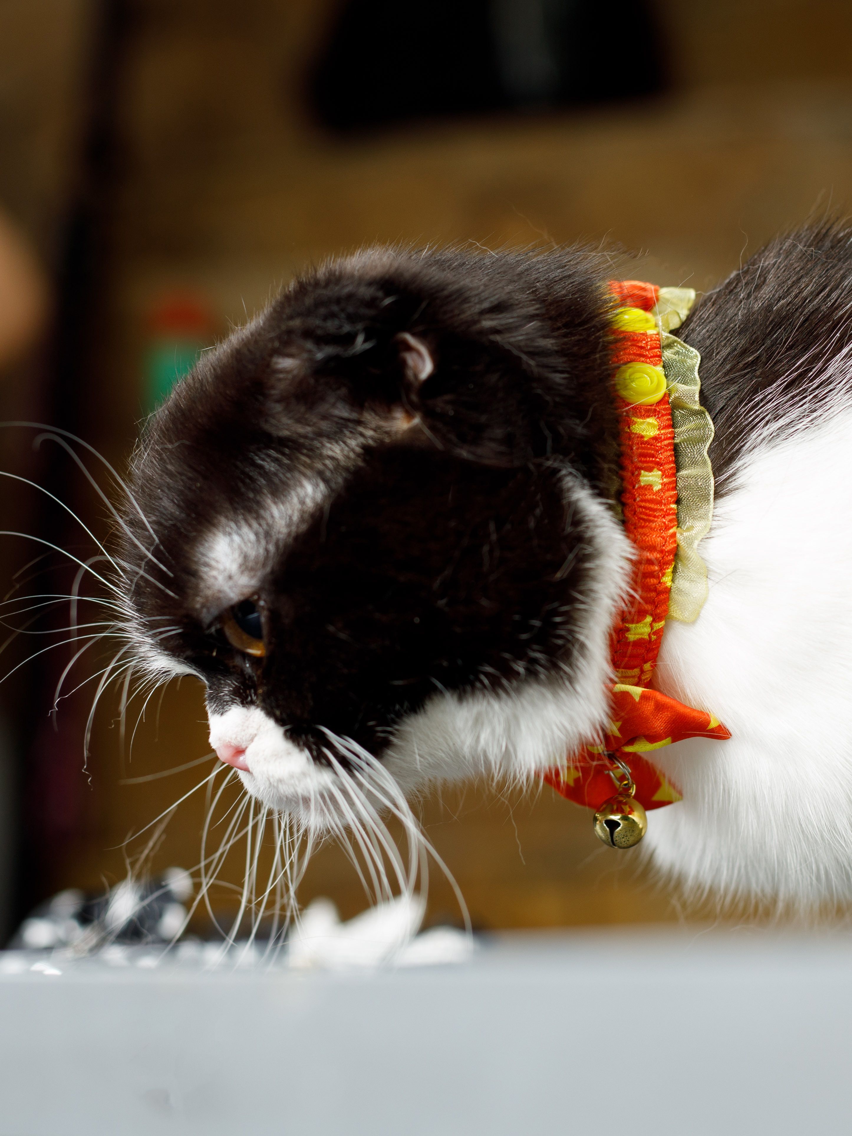 Produkt CAC0669243 Bild 3