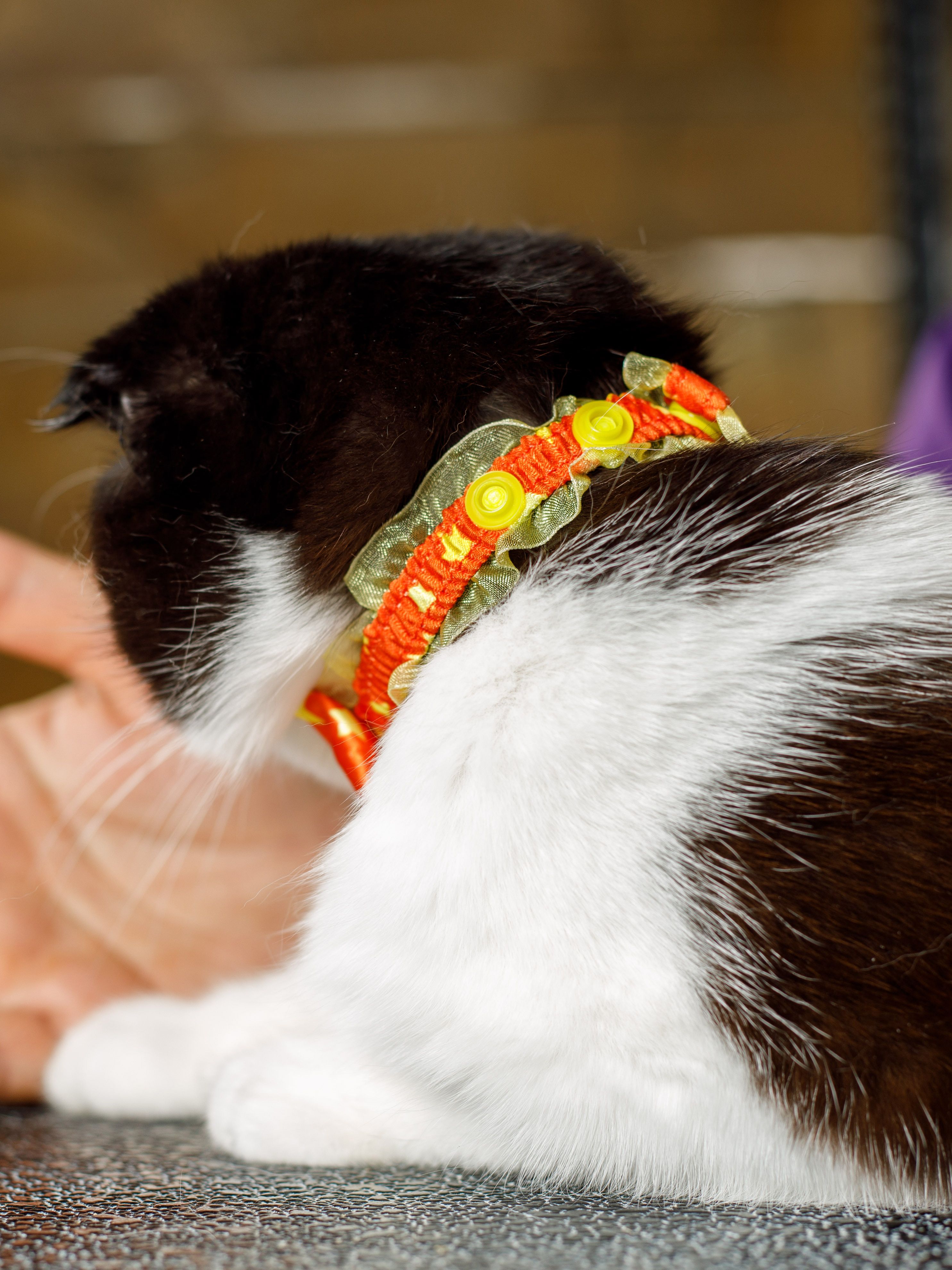 Produkt CAC0669243 Bild 4