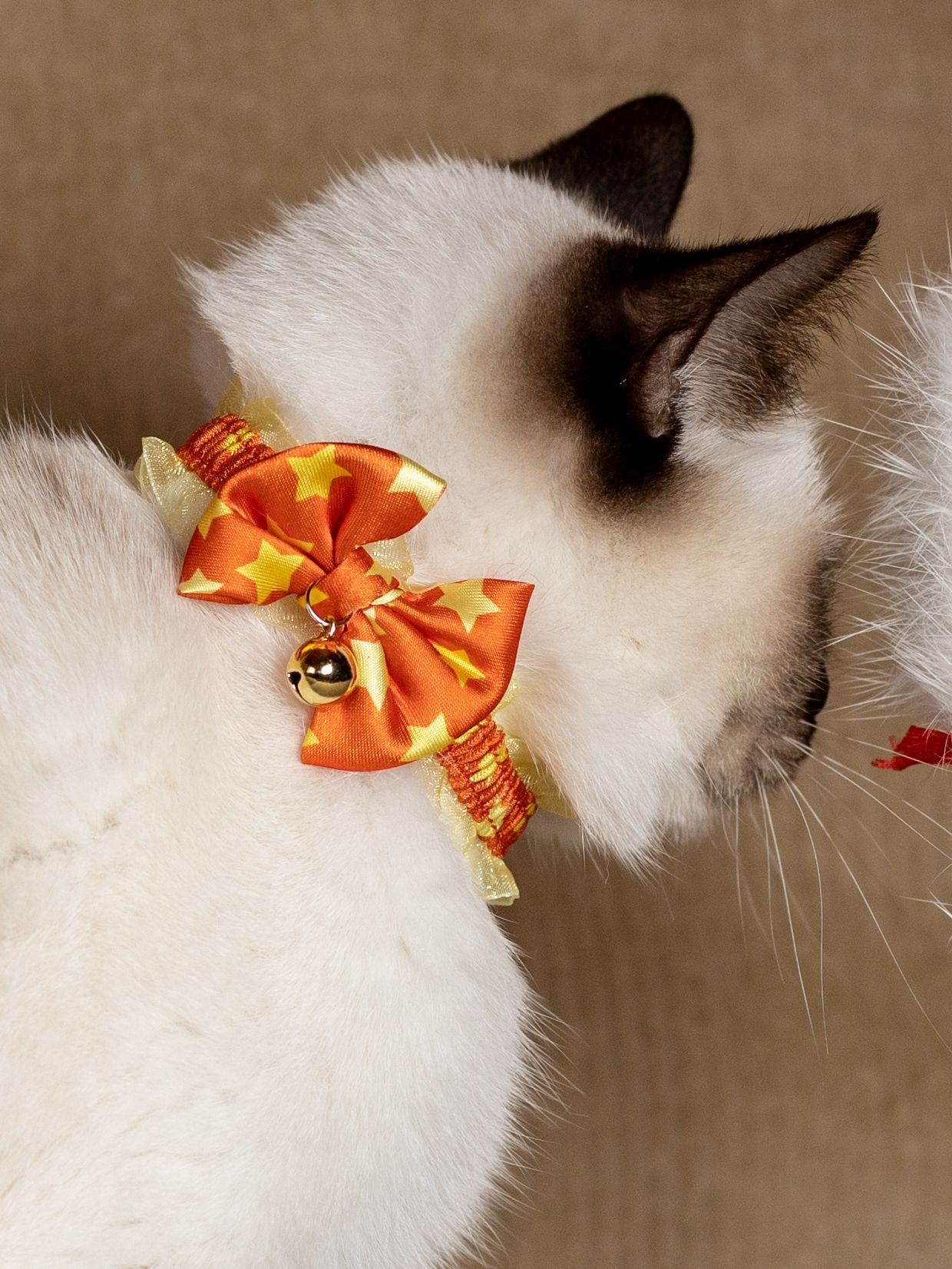 Produkt CAC0669243 Bild 5