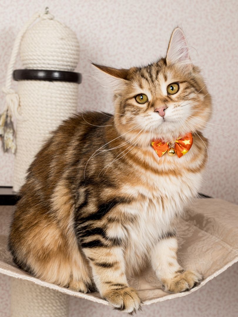 Produkt CAC0669243 Bild 7