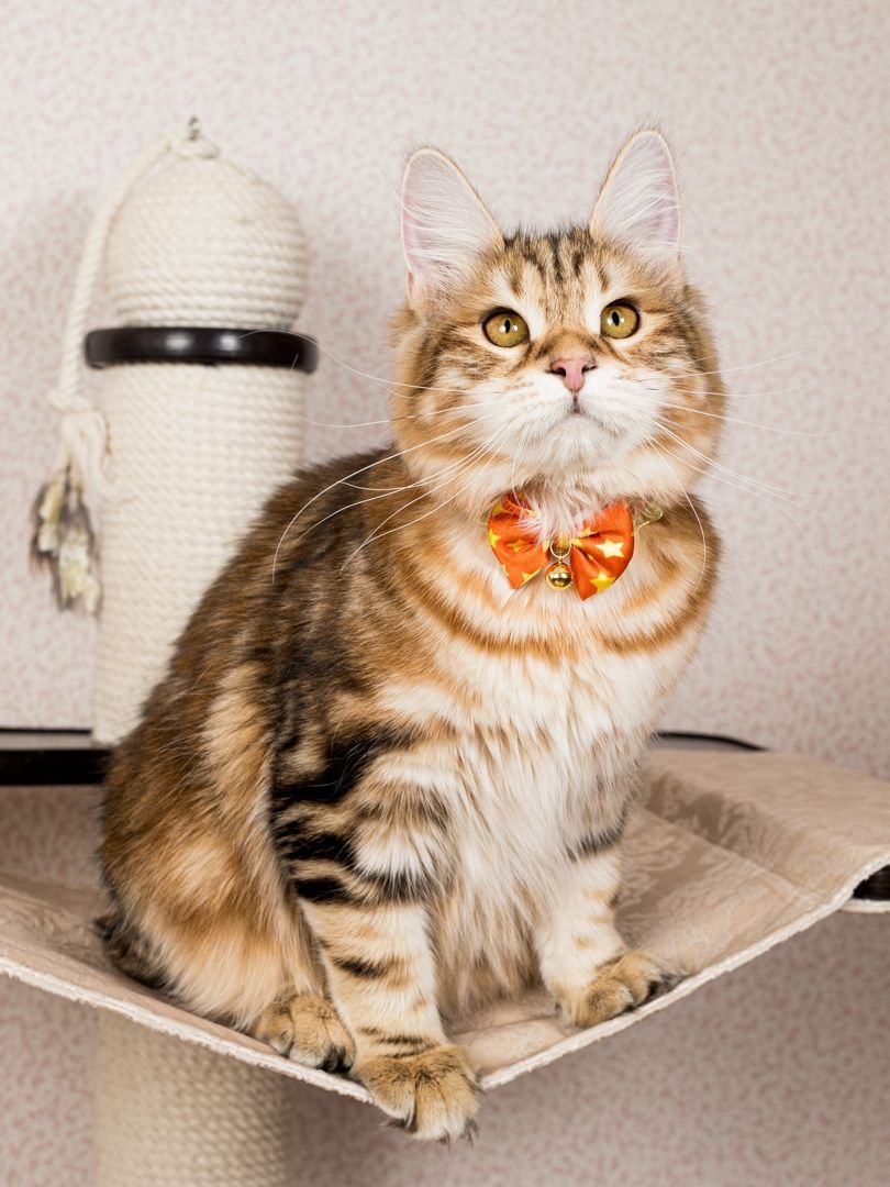 Produkt CAC0669243 Bild 8