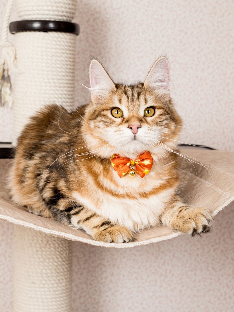 Produkt CAC0669243 Bild 9