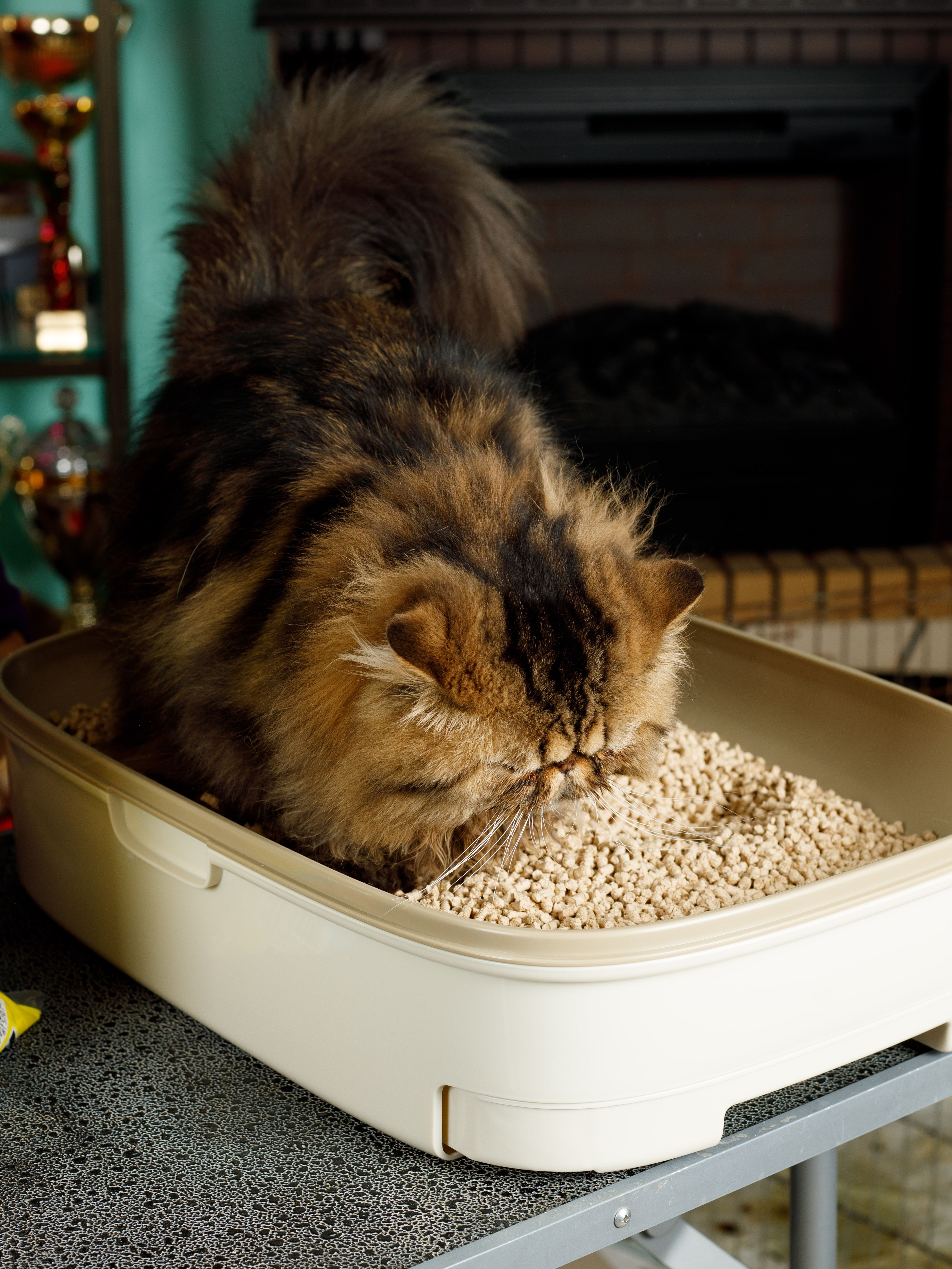 Produkt CLNO875707 Bild 3