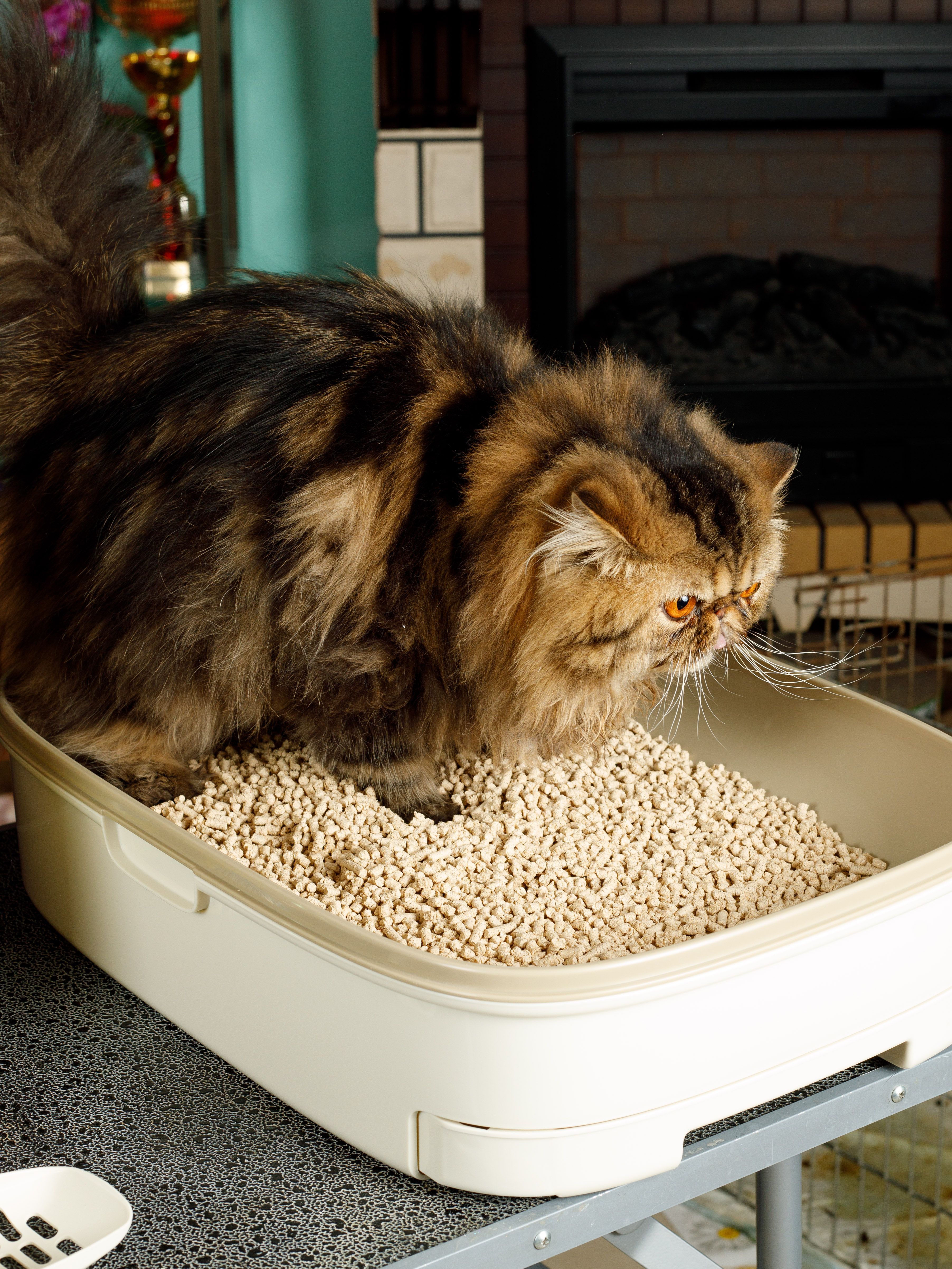 Produkt CLNO875707 Bild 5