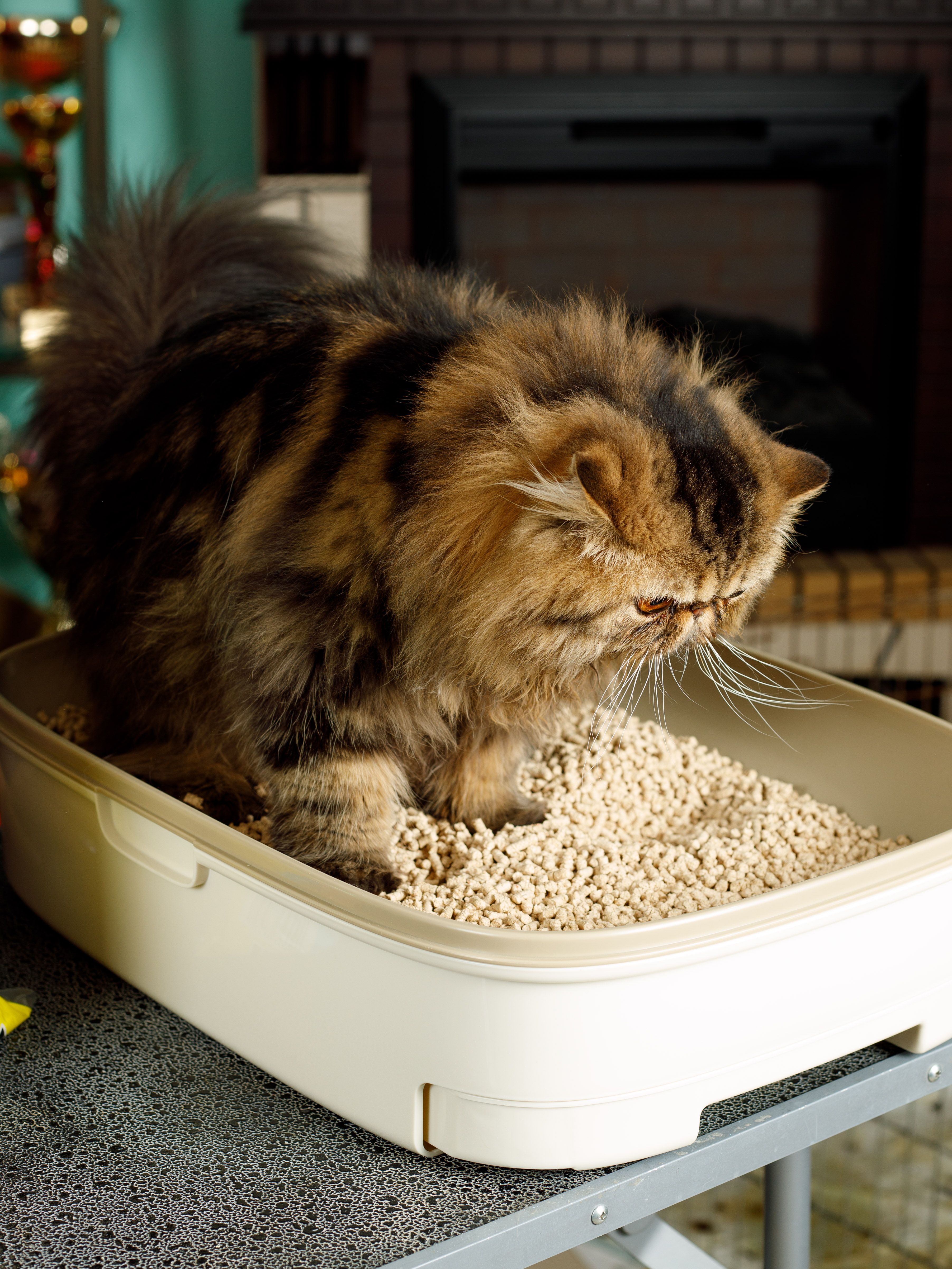 Produkt CLNO875707 Bild 7