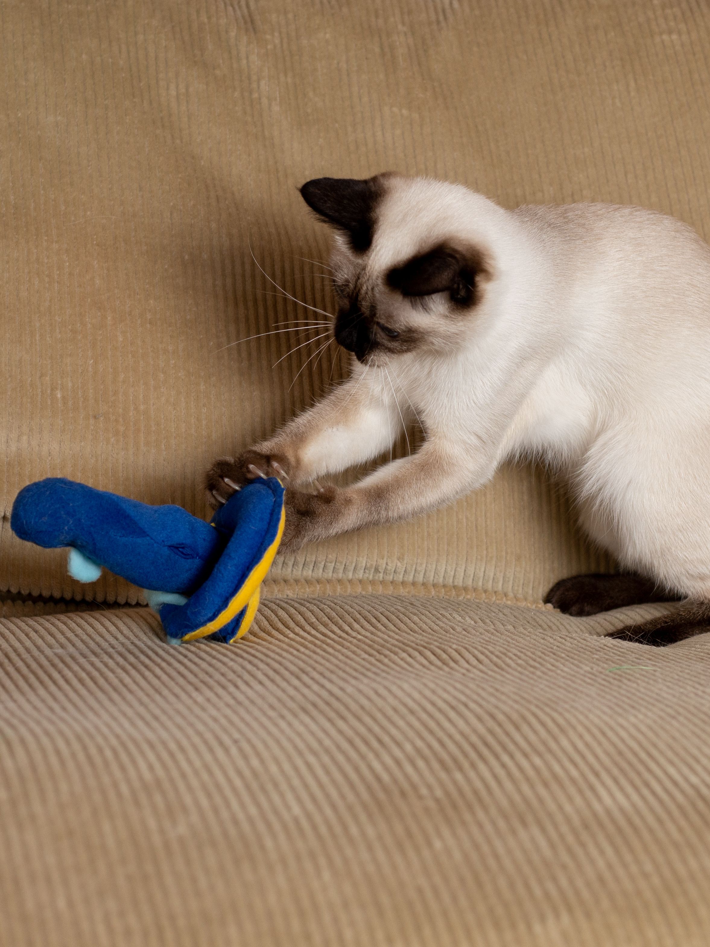 Product CT00683157 photo 3