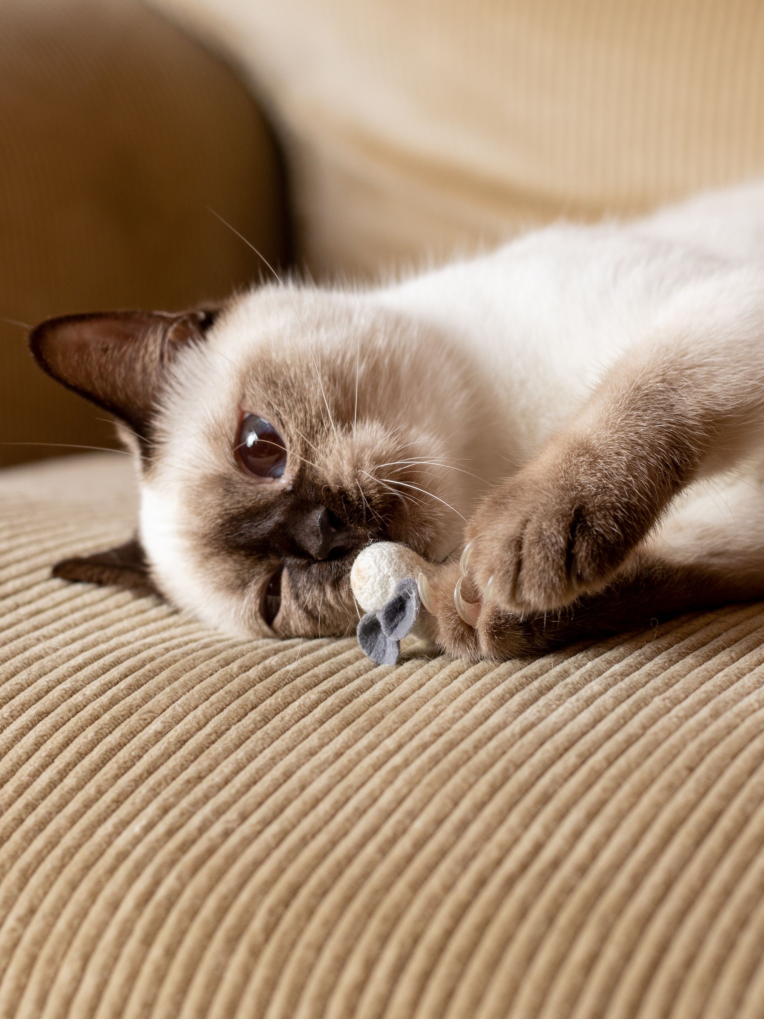 Produkt CT00844665 Bild 2