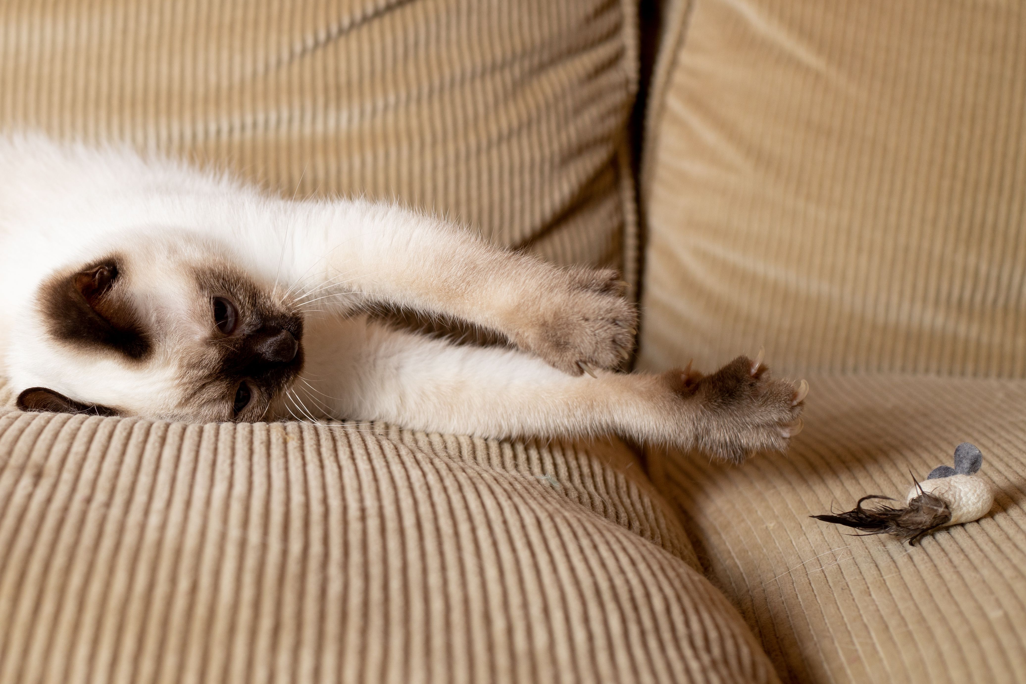 Produkt CT00844665 Bild 3