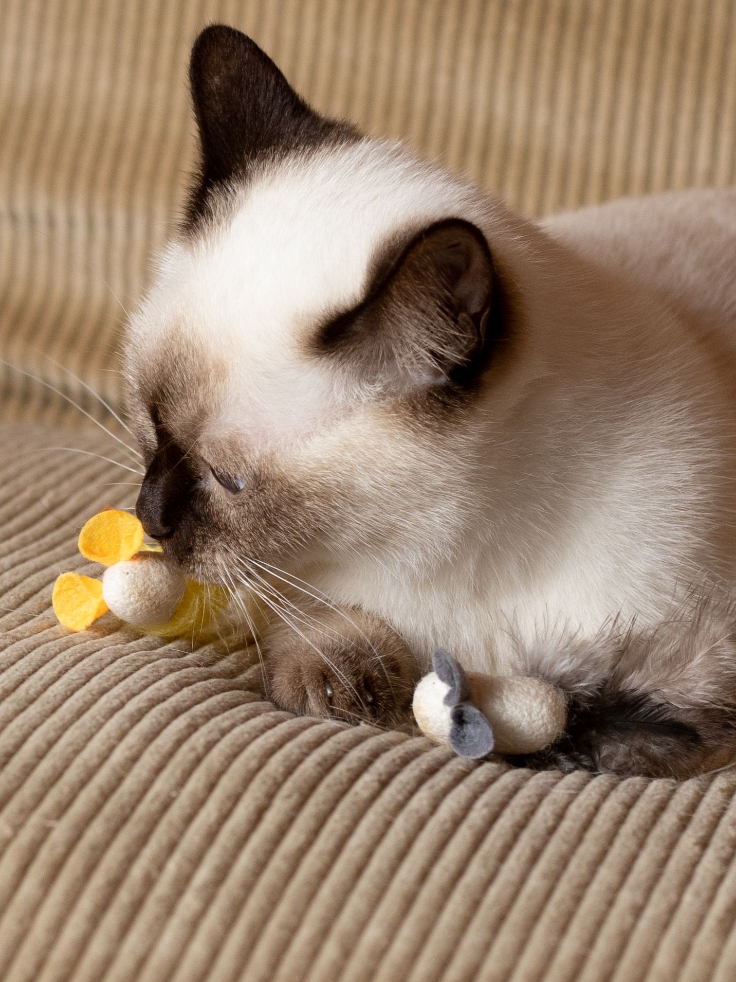 Produkt CT00844665 Bild 4