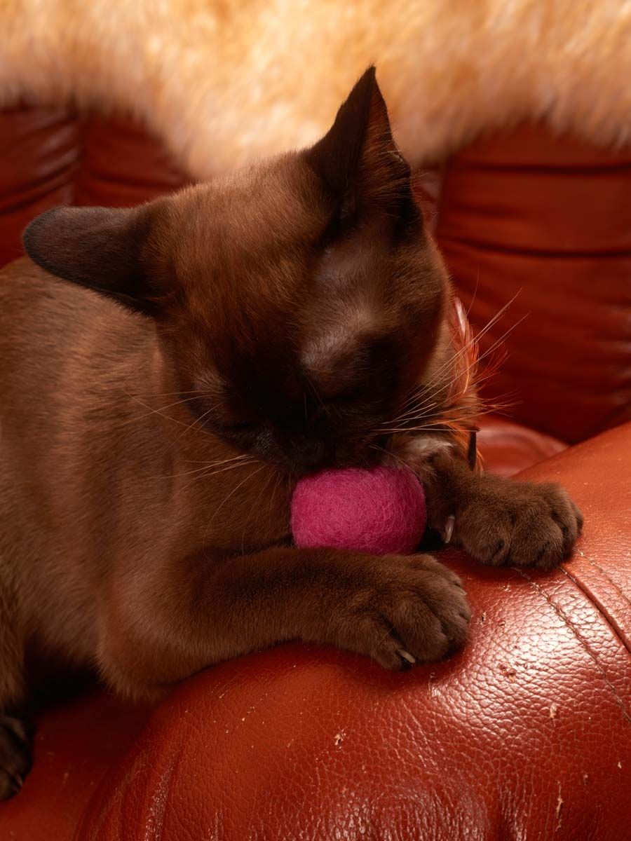 Produkt CTB0844849 Bild 2