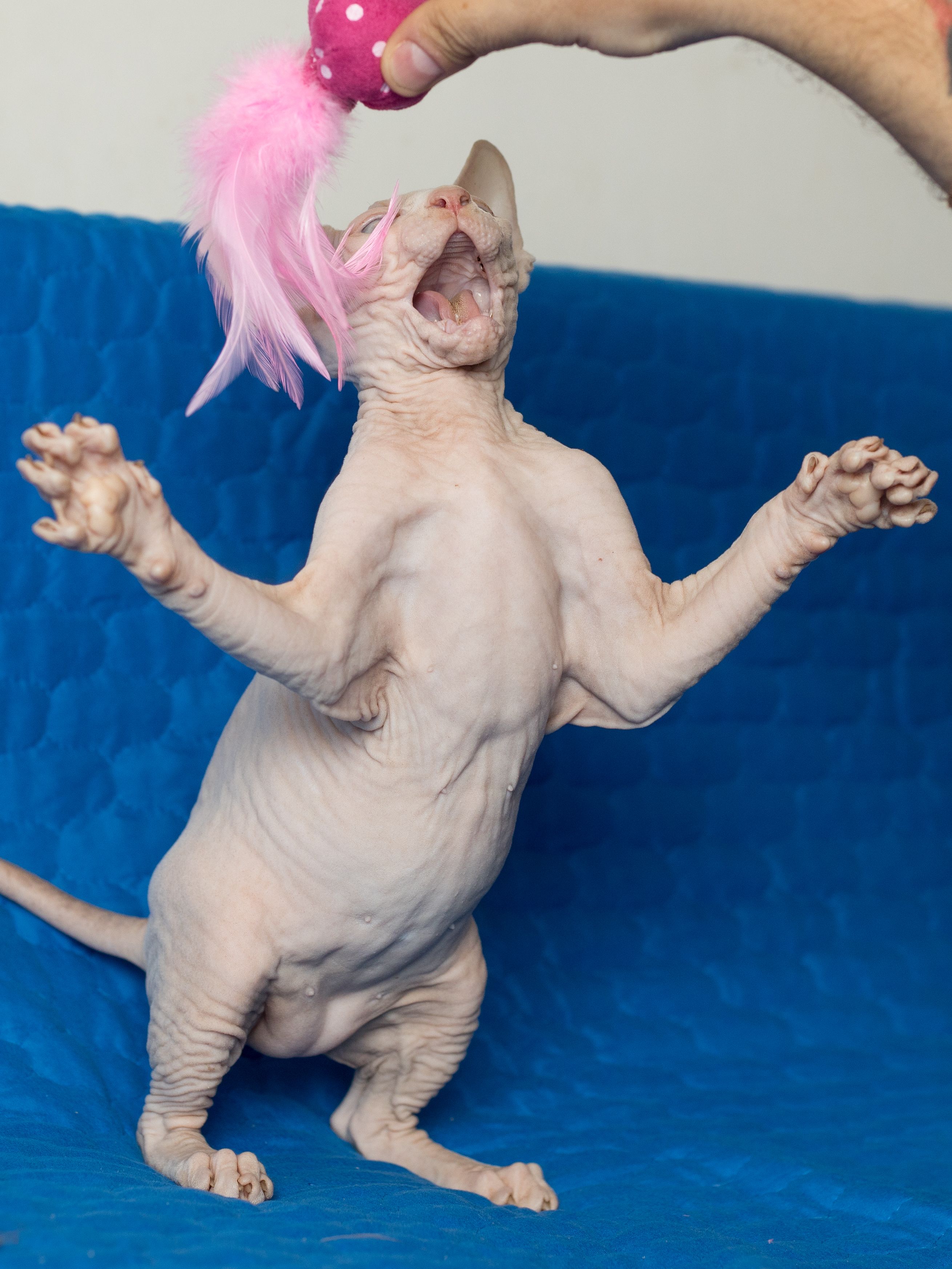 Produkt CTC0658124 Bild 11