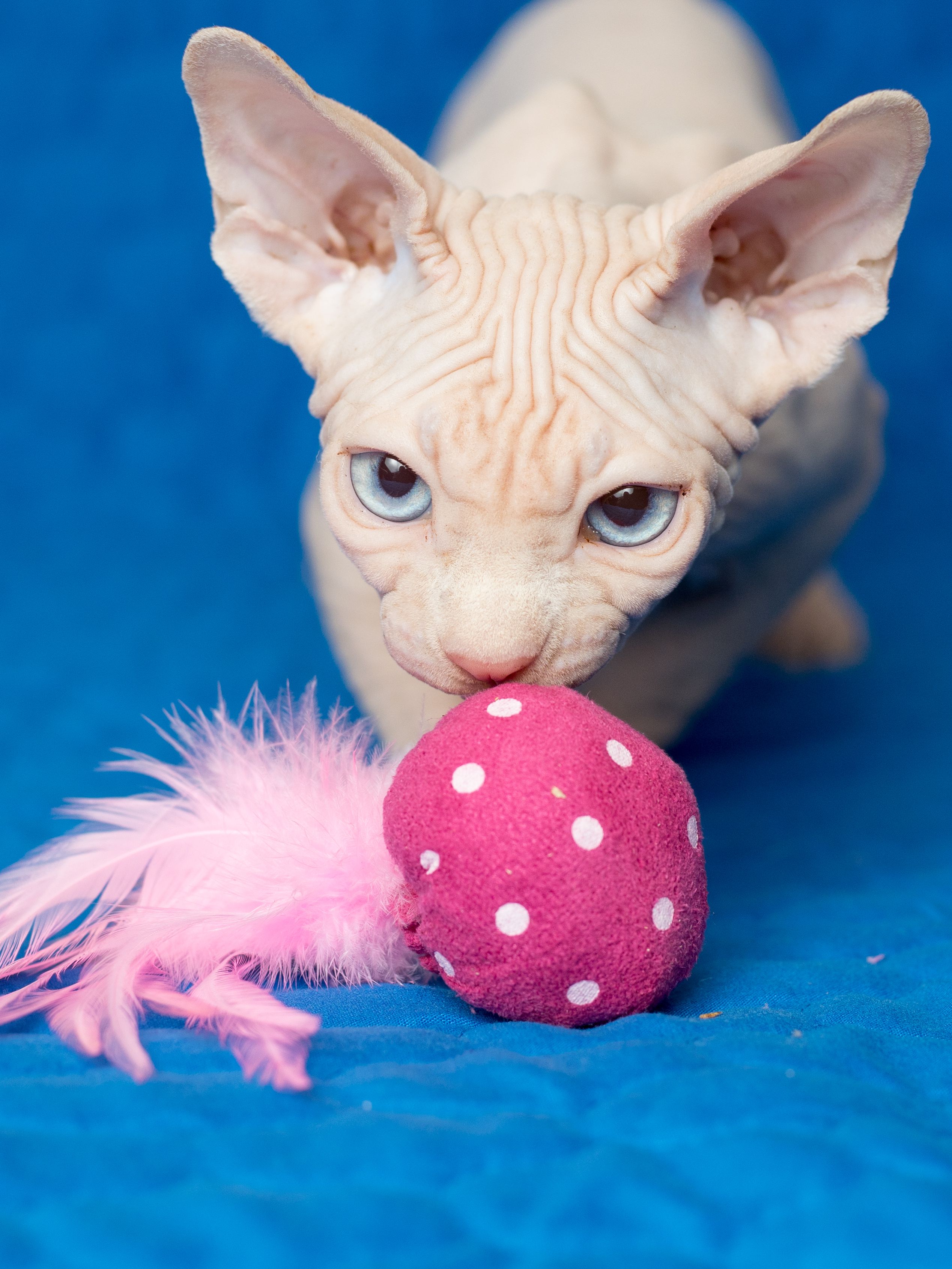 Produkt CTC0658124 Bild 14