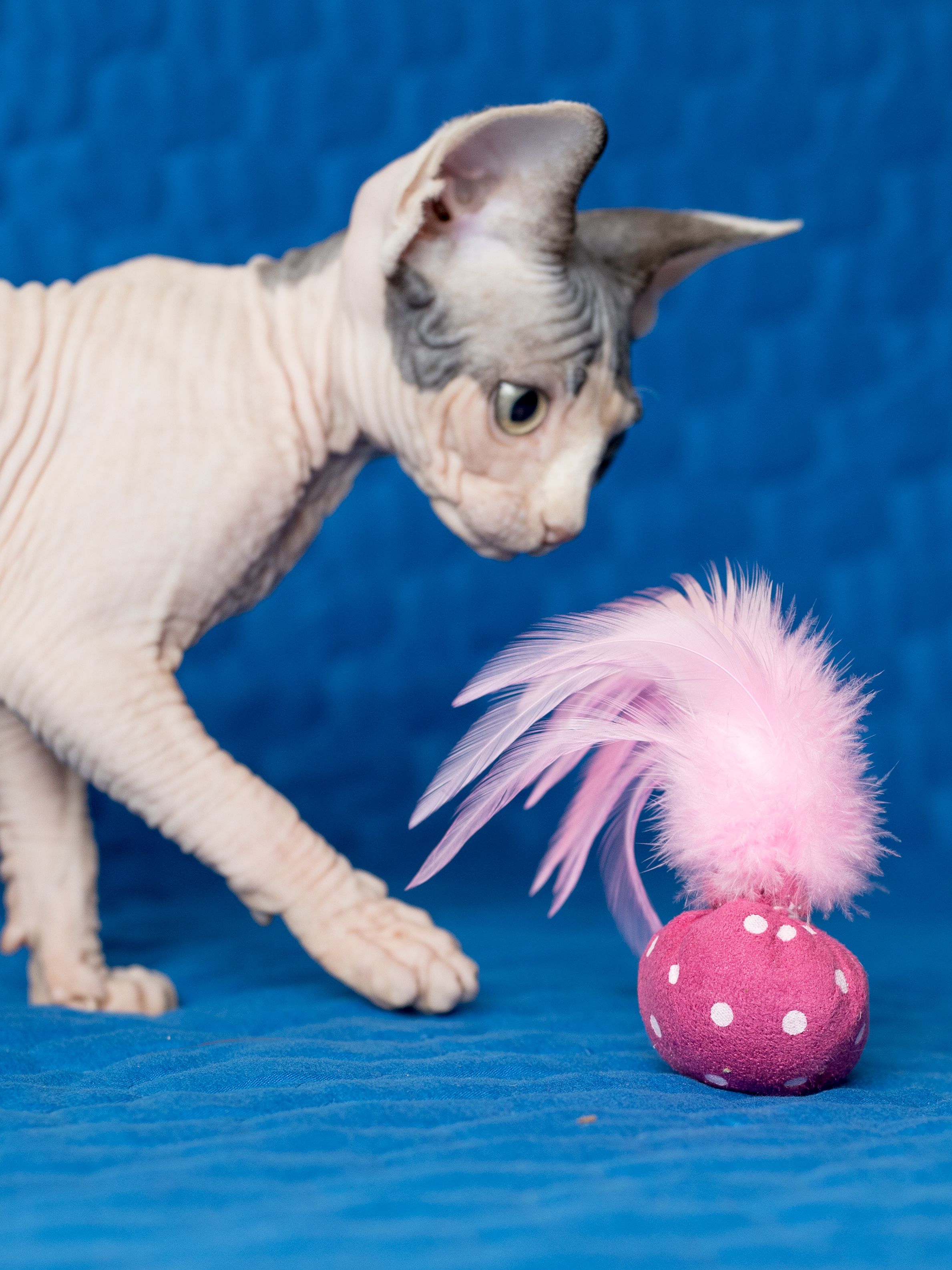 Produkt CTC0658124 Bild 15