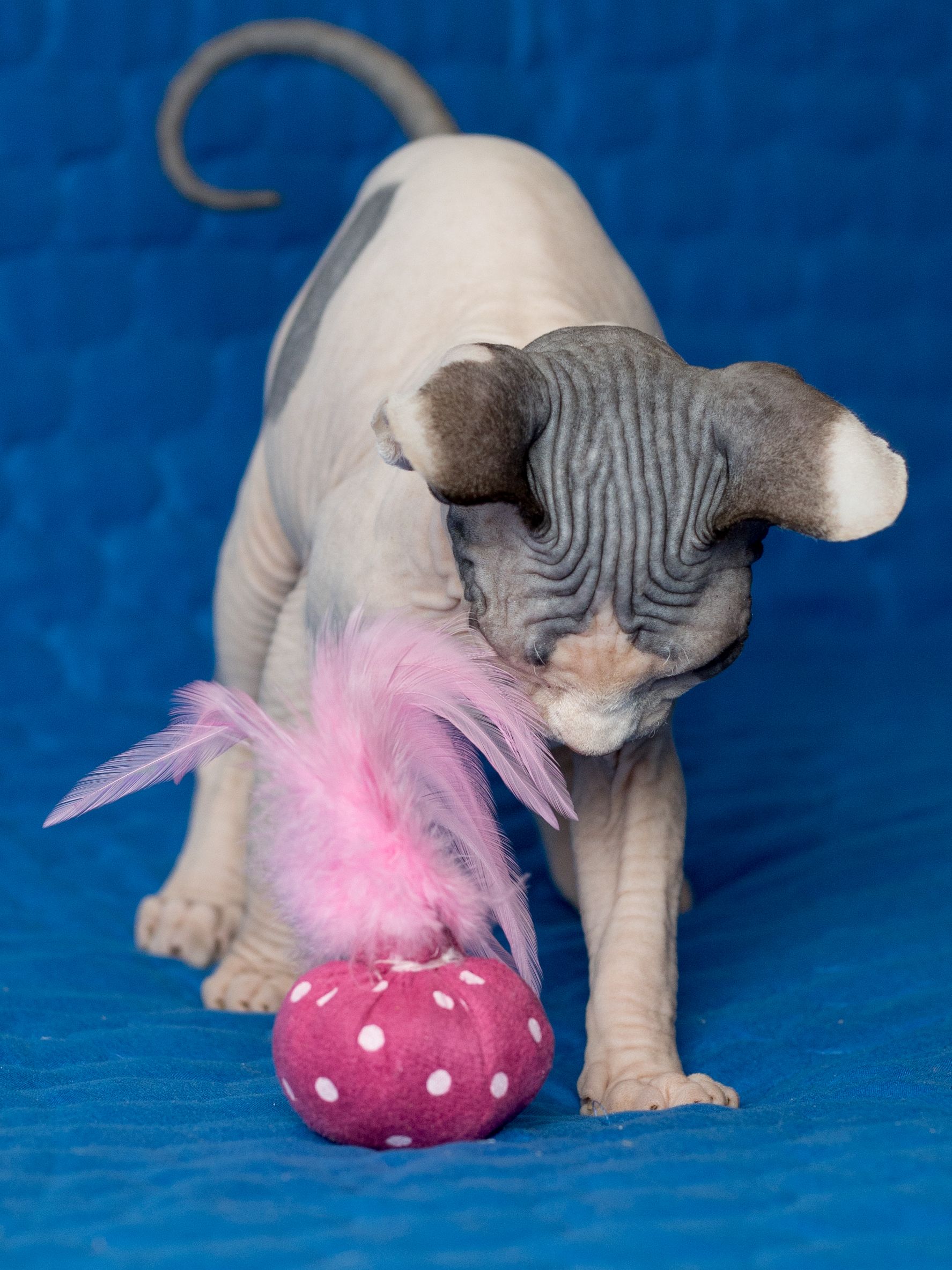 Produkt CTC0658124 Bild 2