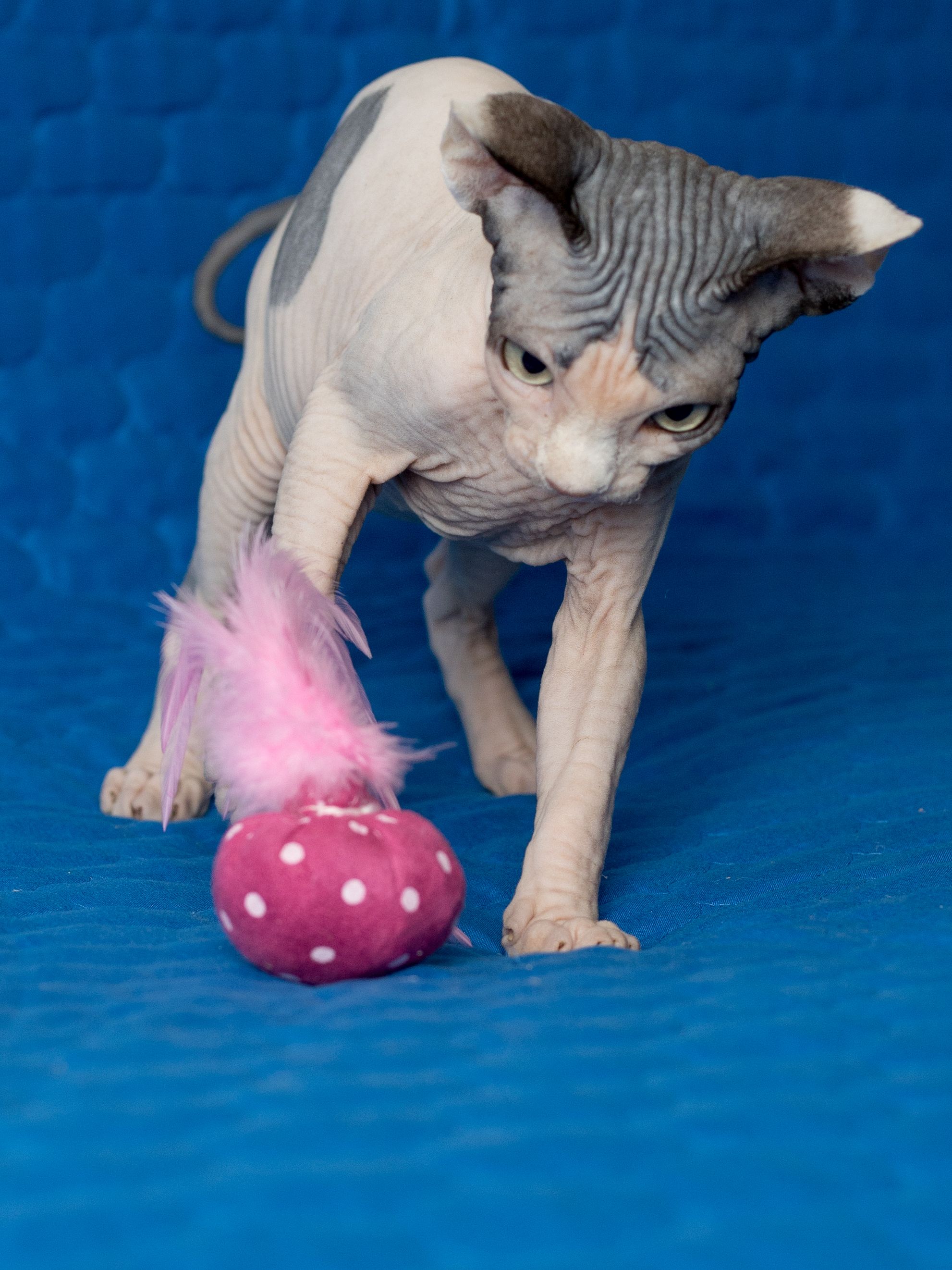 Produkt CTC0658124 Bild 3