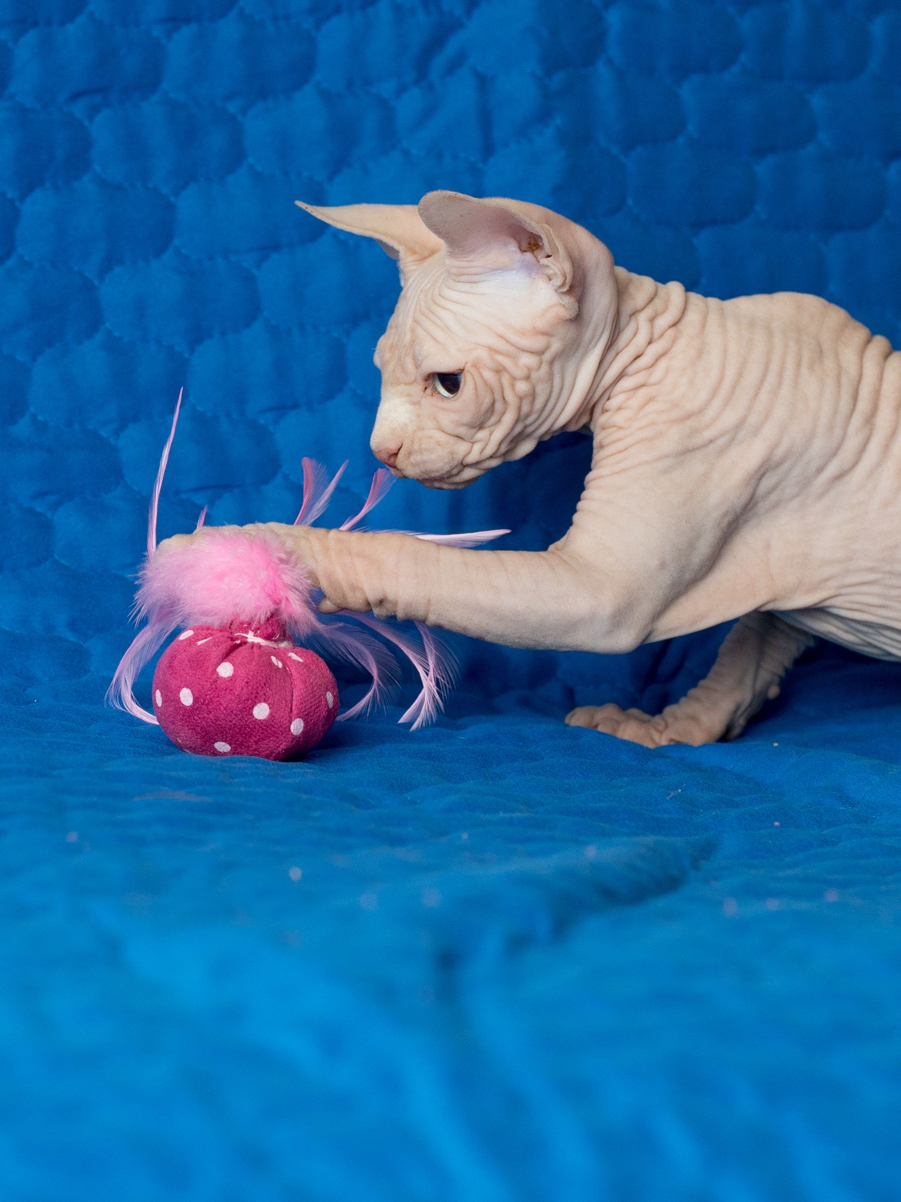 Produkt CTC0658124 Bild 4