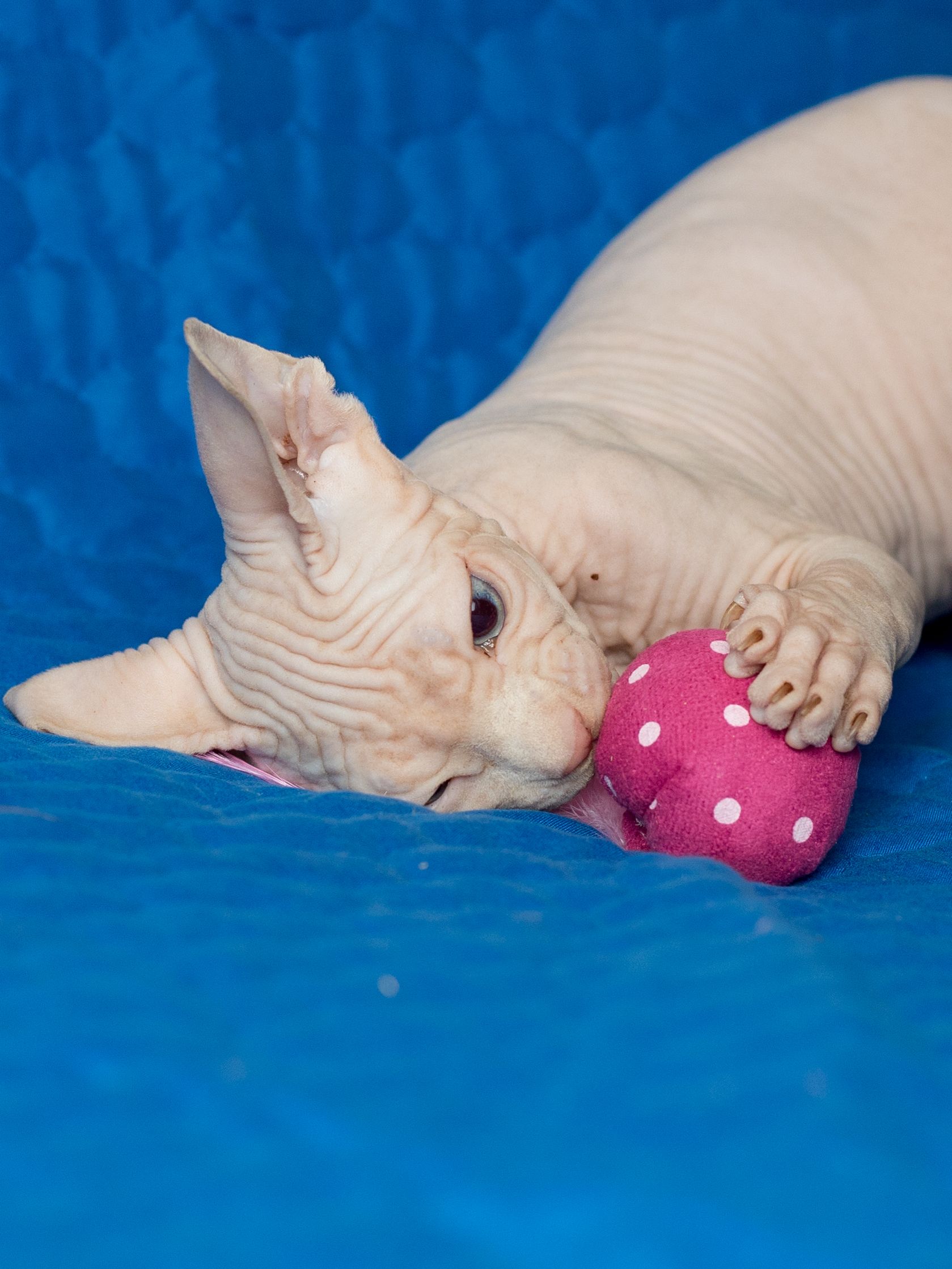 Produkt CTC0658124 Bild 6