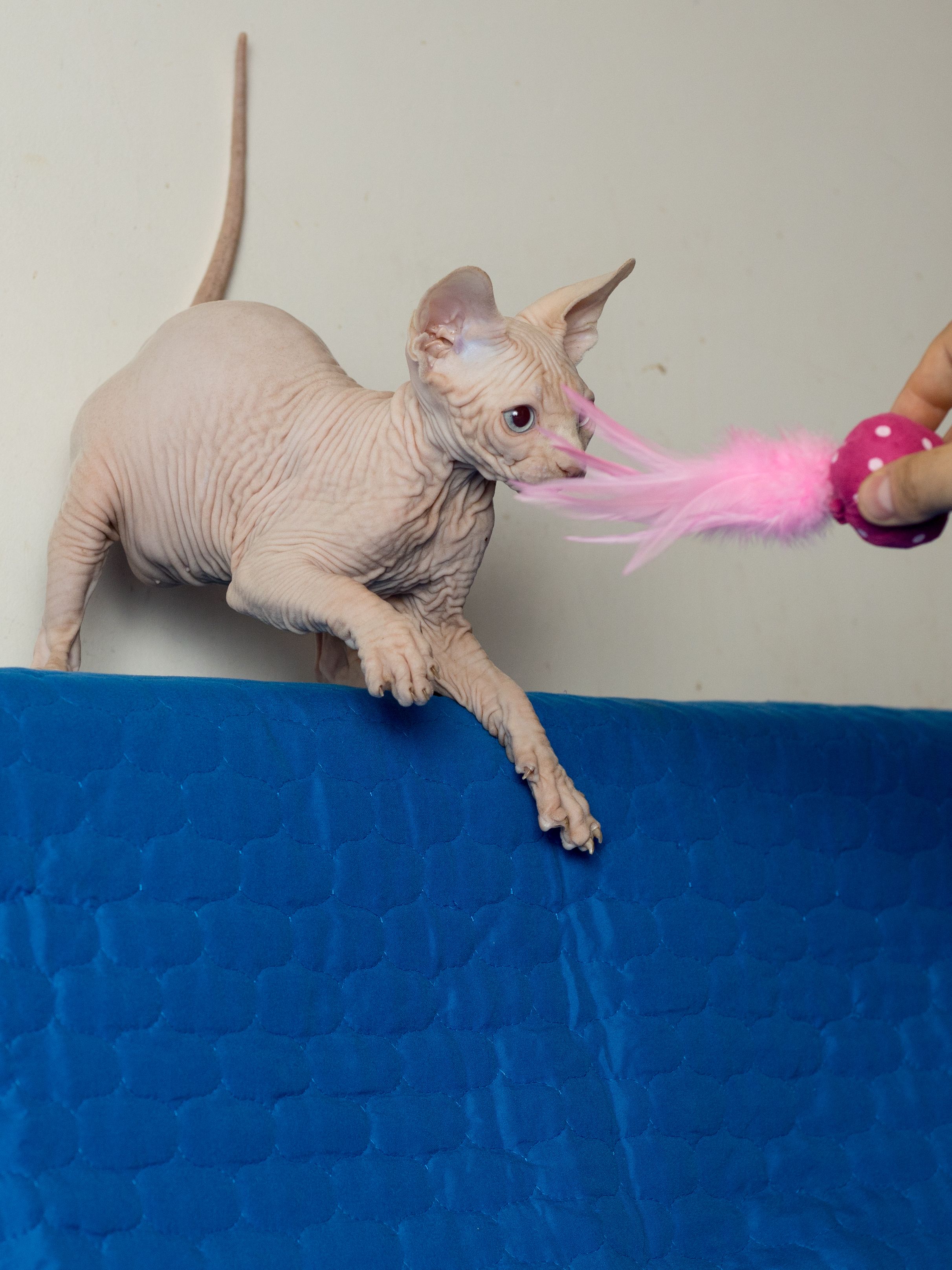 Produkt CTC0658124 Bild 7