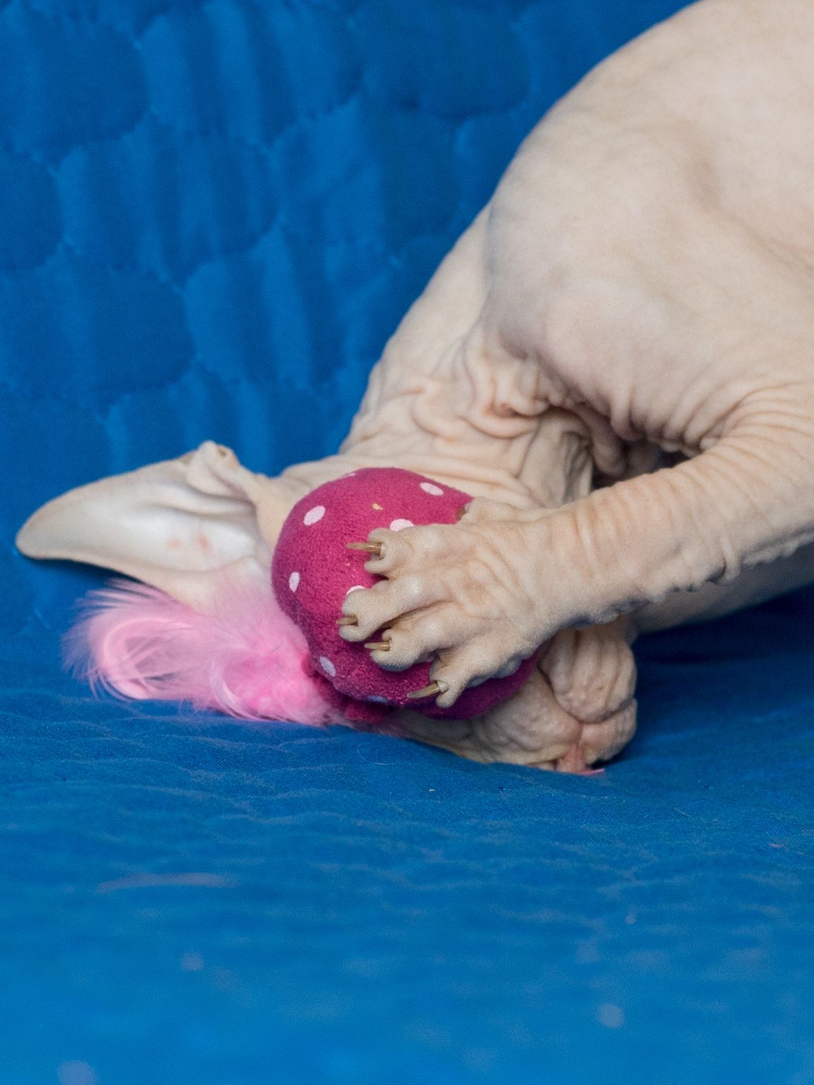 Produkt CTC0658124 Bild 8